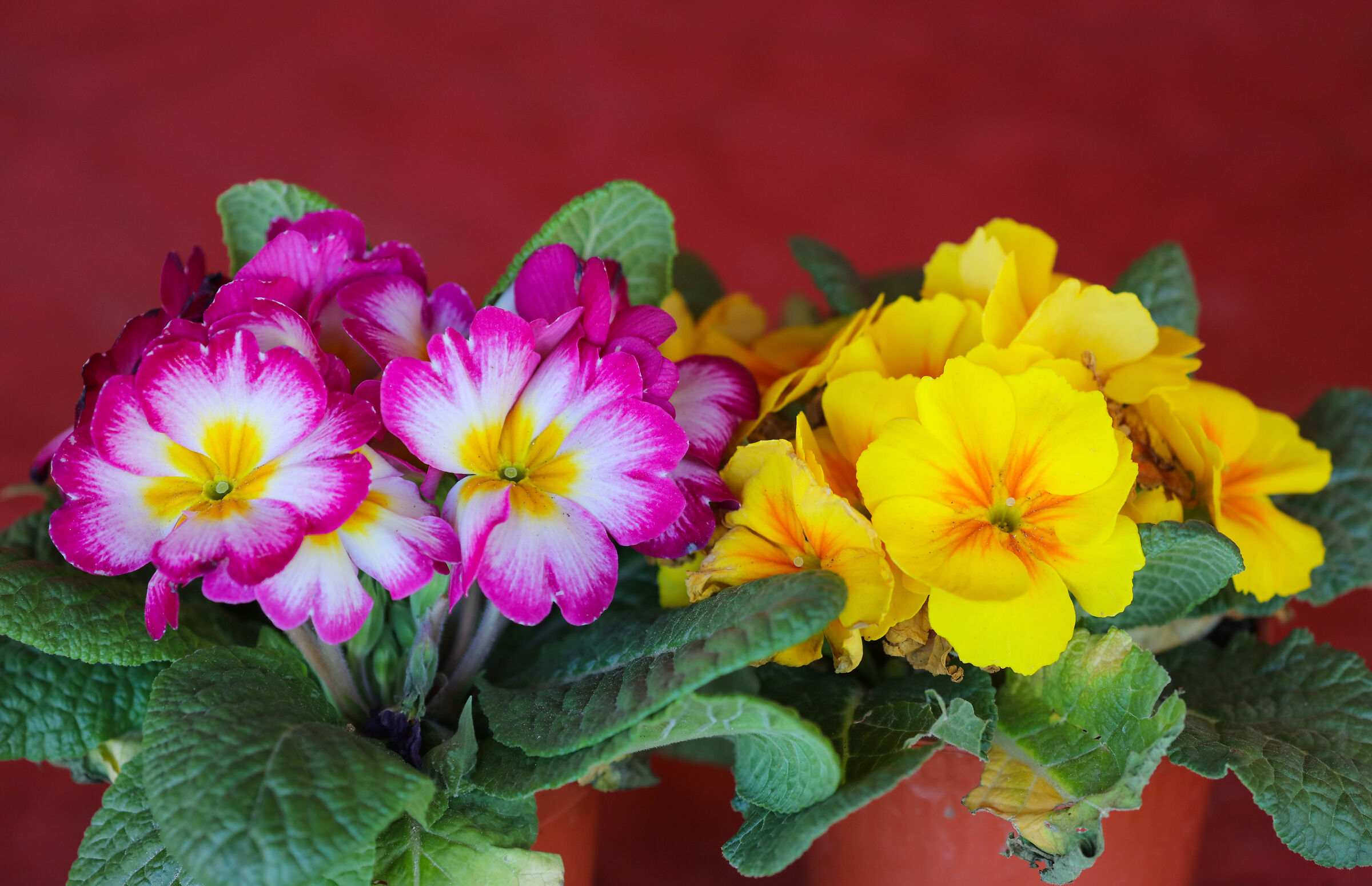 Potrebbe essere primavera