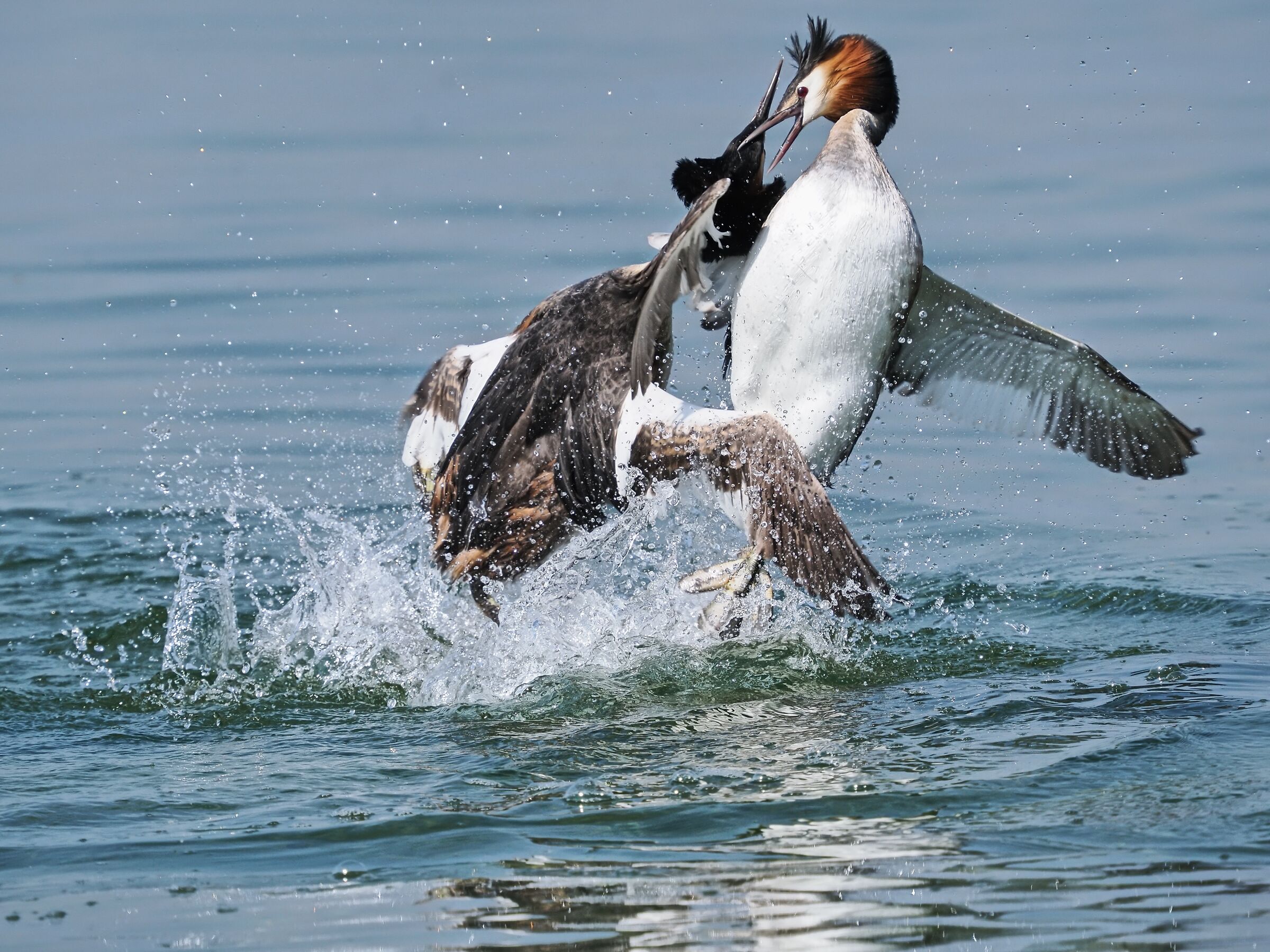 Great grebe ( podiceps cristatus )