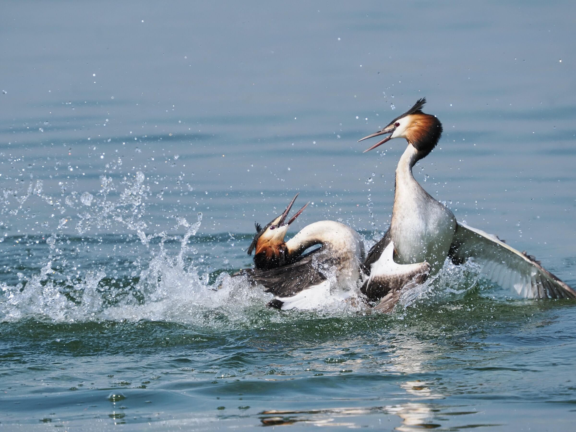 Great grebe ( podiceps cristatus )