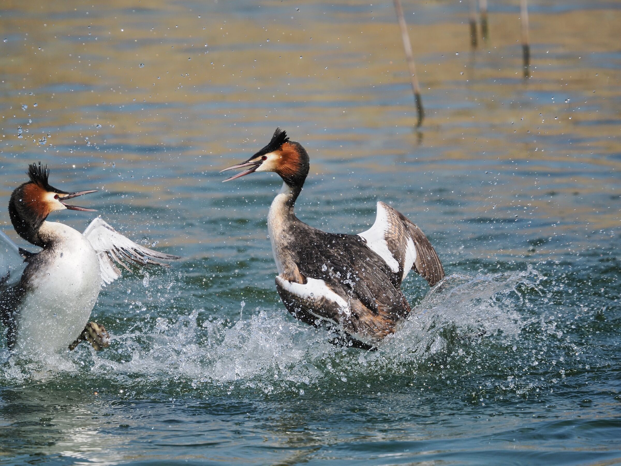 Great grebe ( podiceps cristatus )