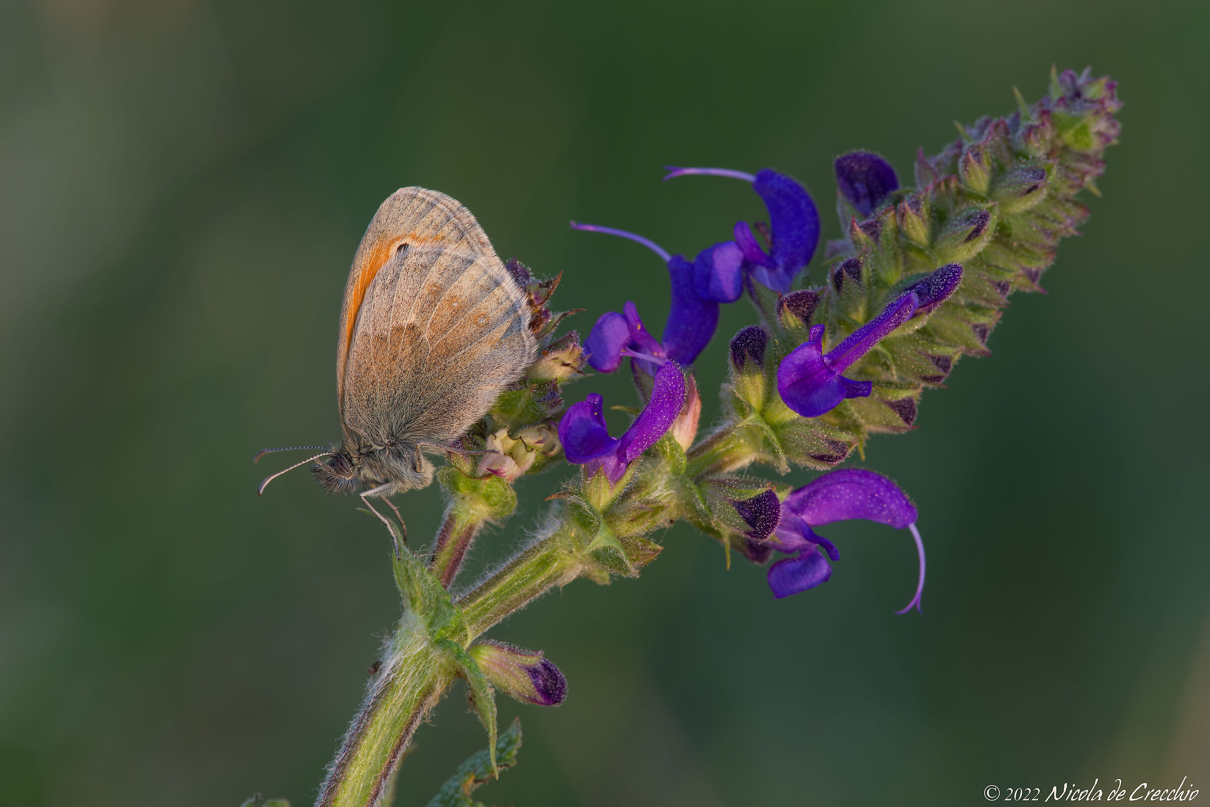 Coenonympha pamphilus