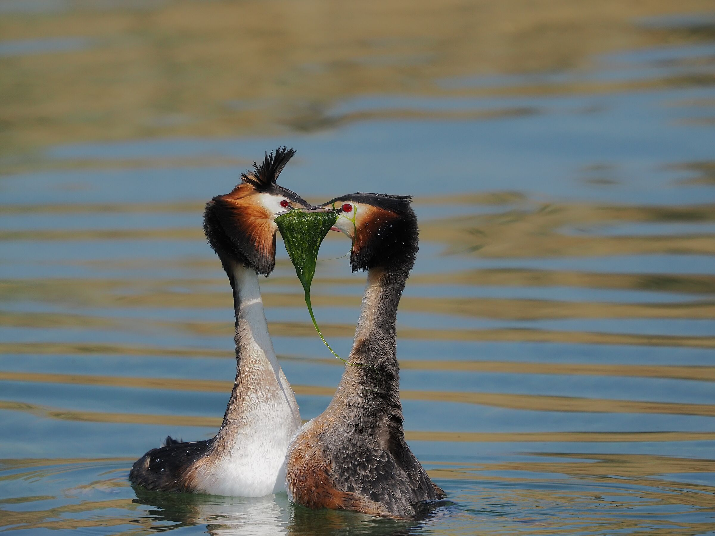 Great grebe ( podiceps cristatus )