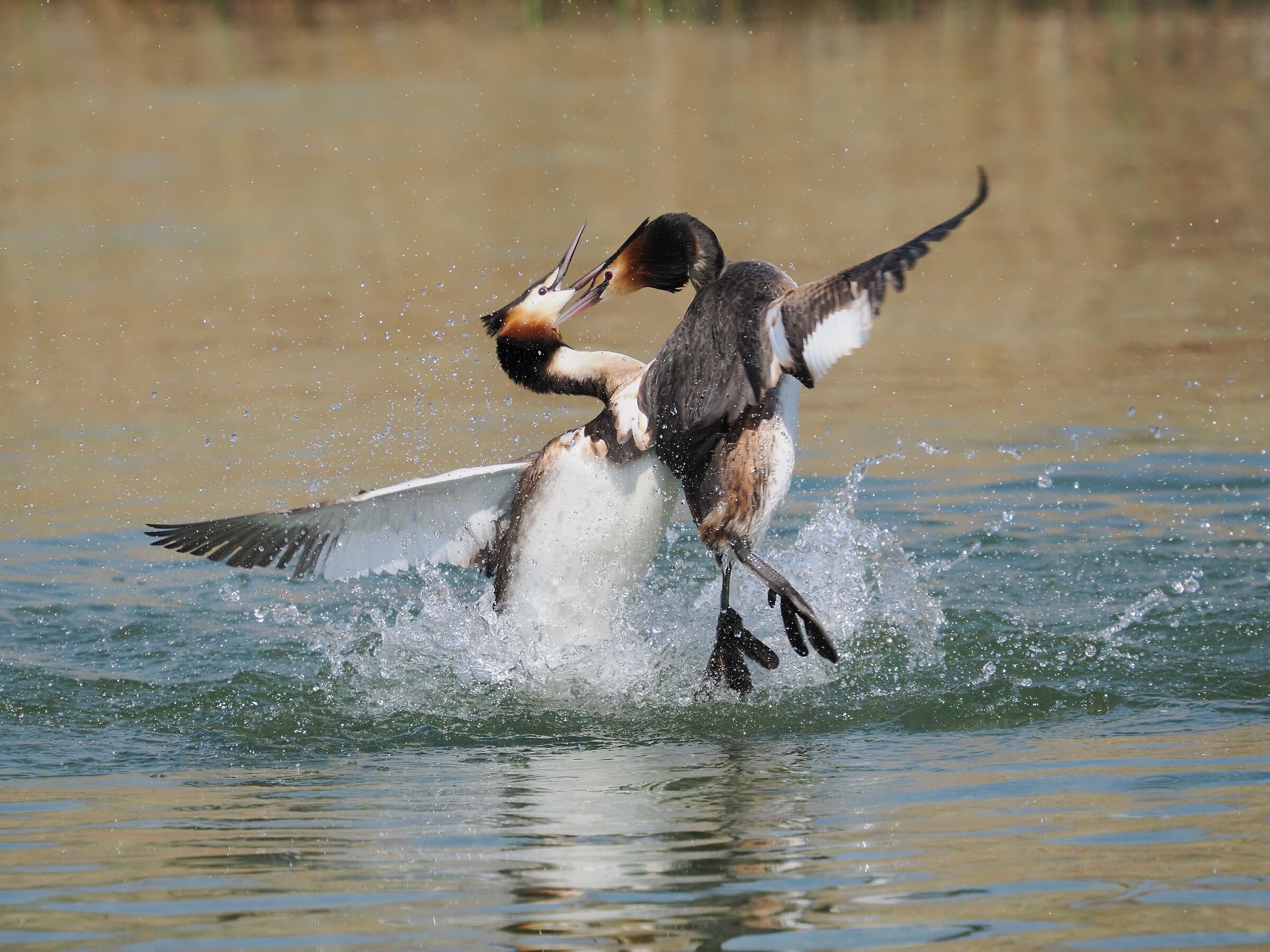 Great grebe ( podiceps cristatus )