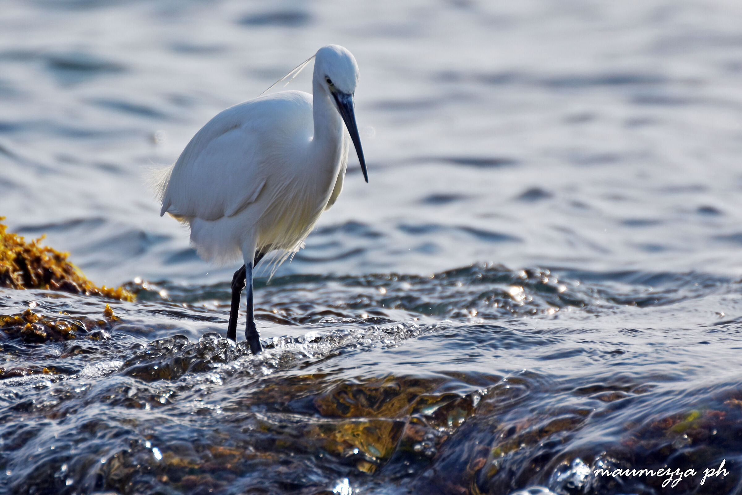 Egretta Garzetta... un piccolo airone sotto casa