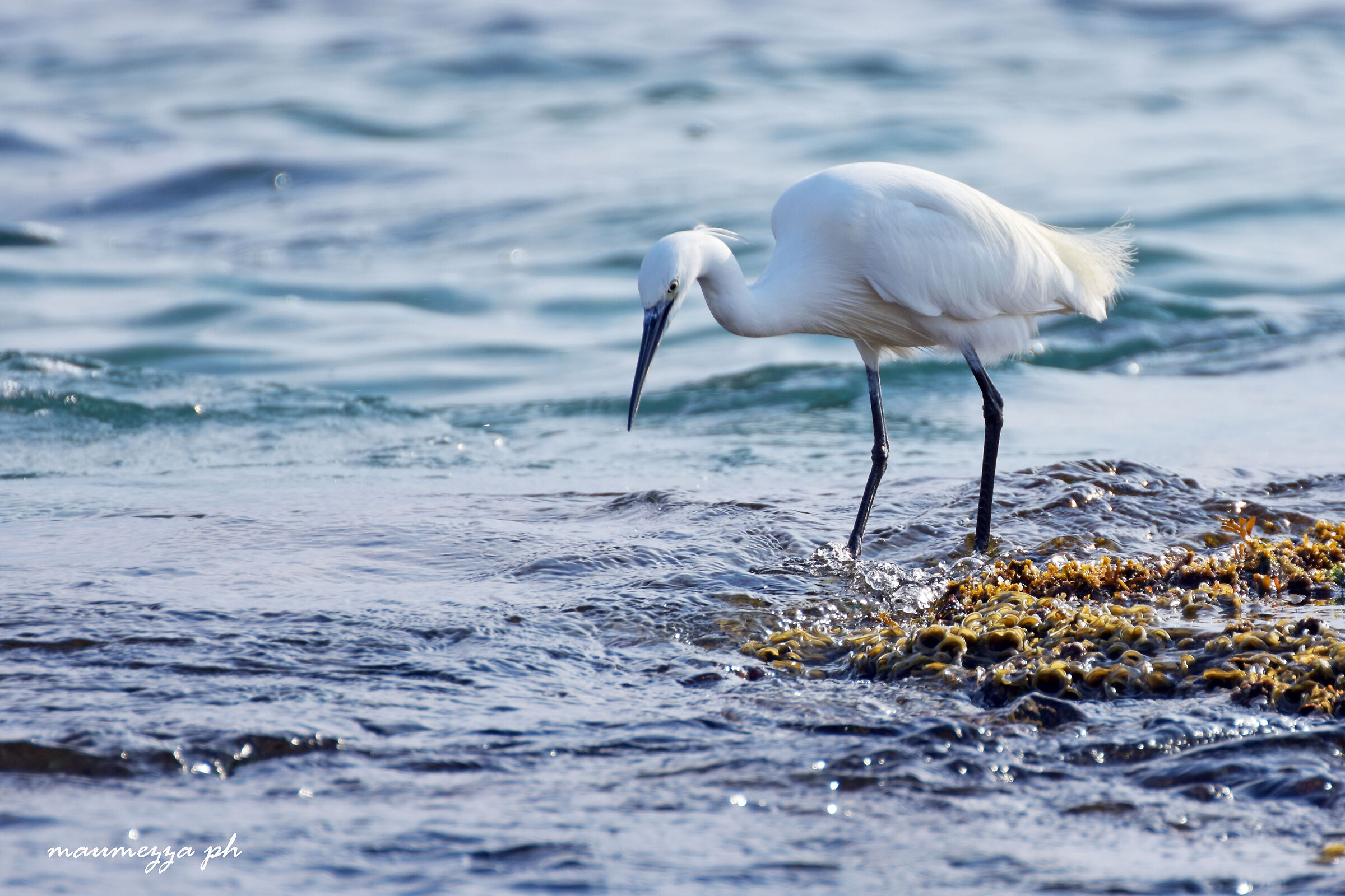 Egretta Garzetta