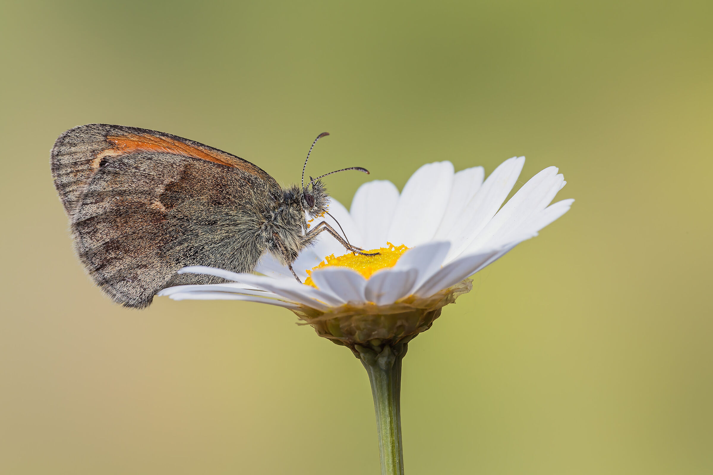 Coenonympha pamphilus