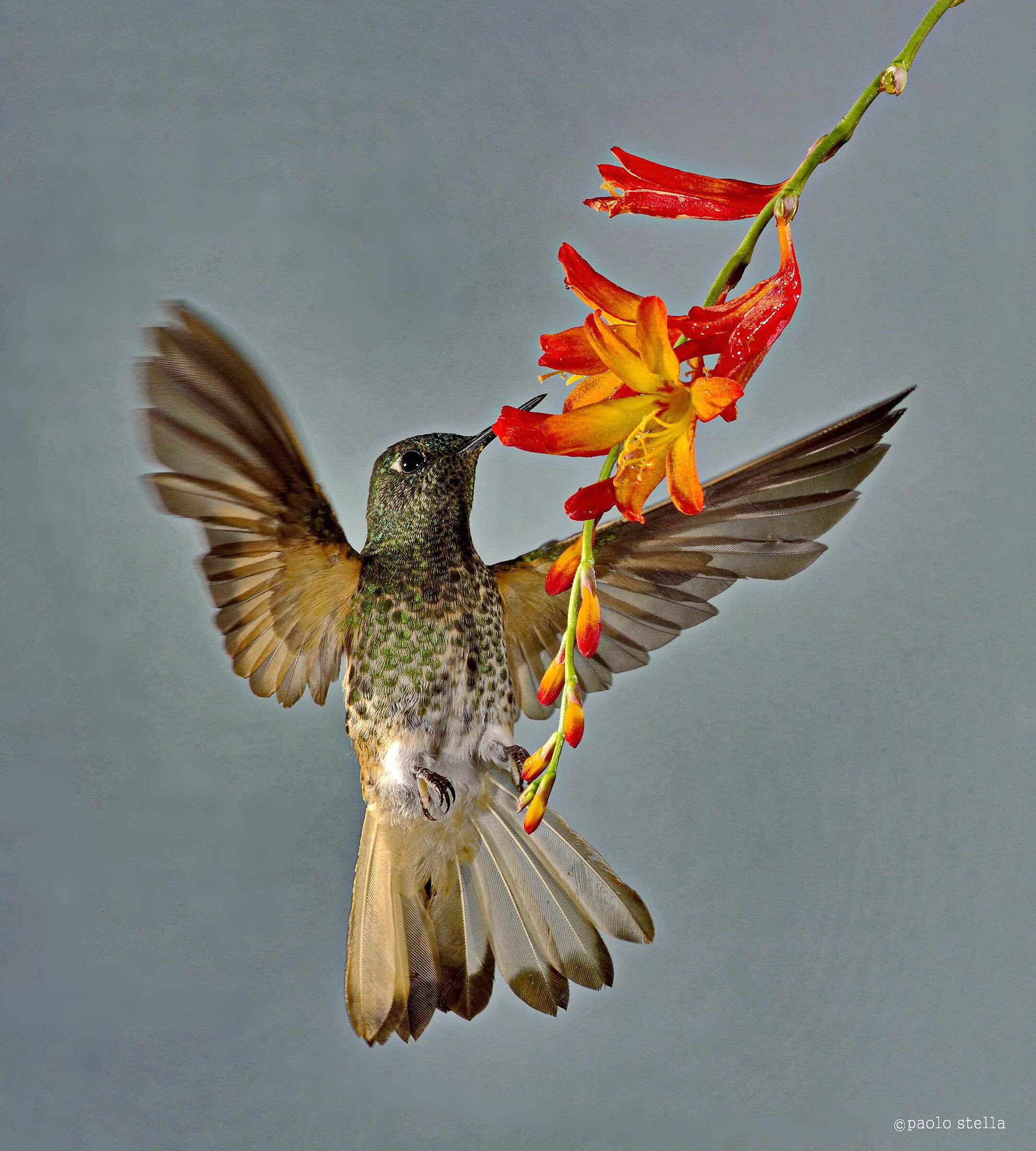Many-Spotted Hummingbird (Taphrospilus hypostictus)