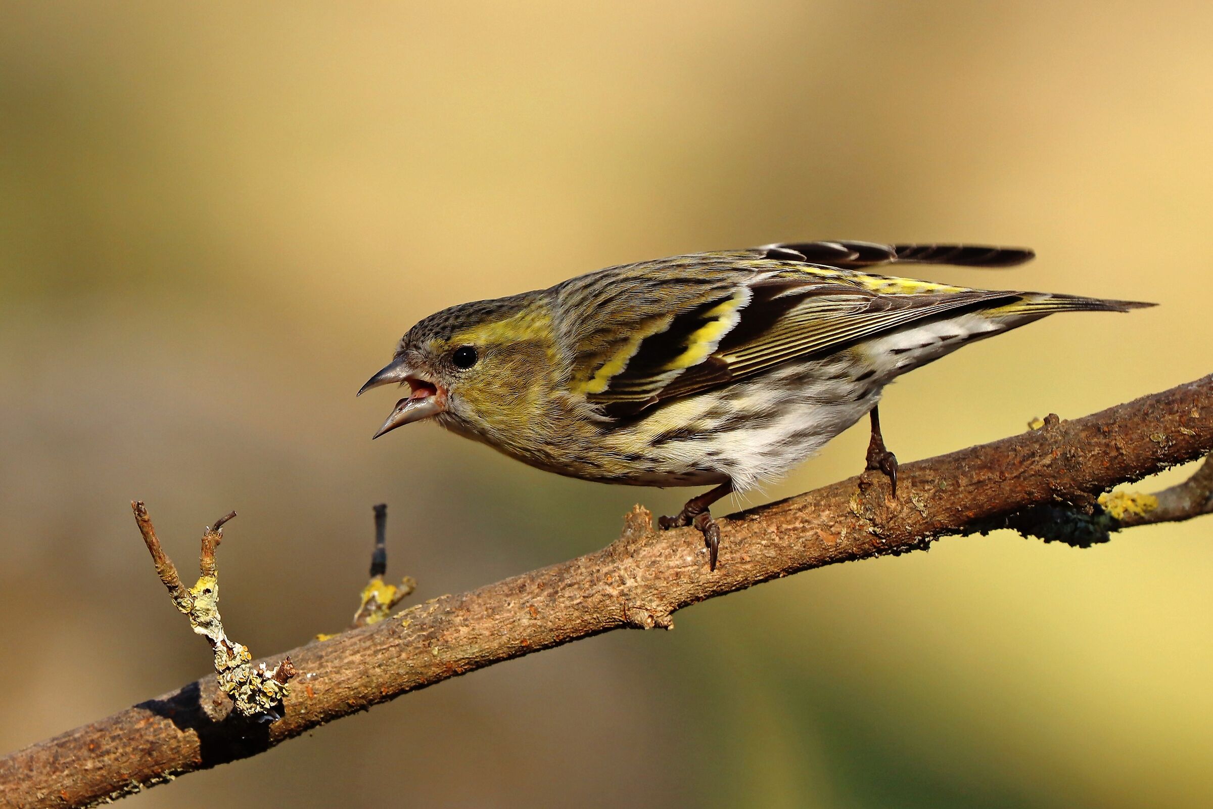 Lucherino "incavolato"
