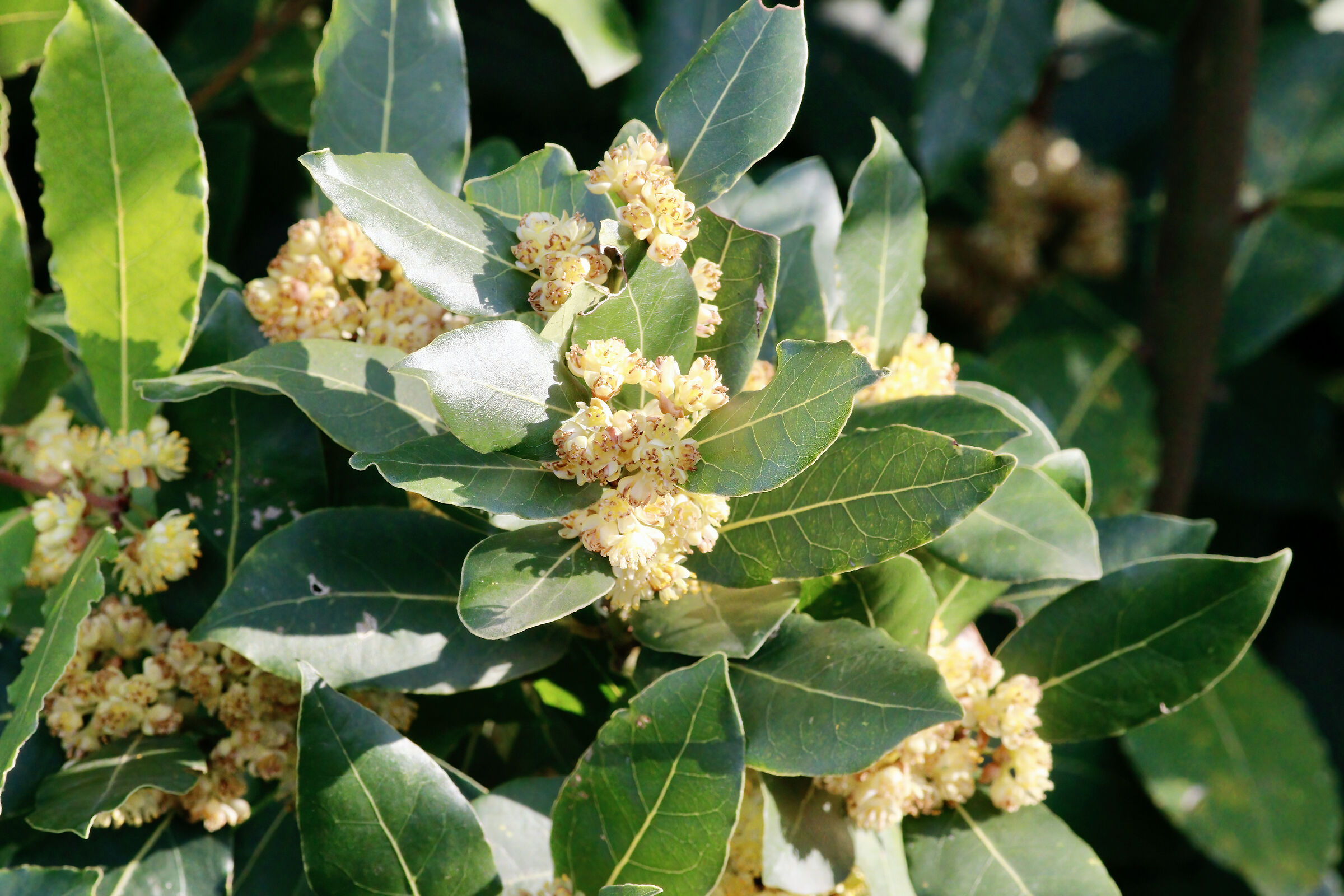 laurel flowers