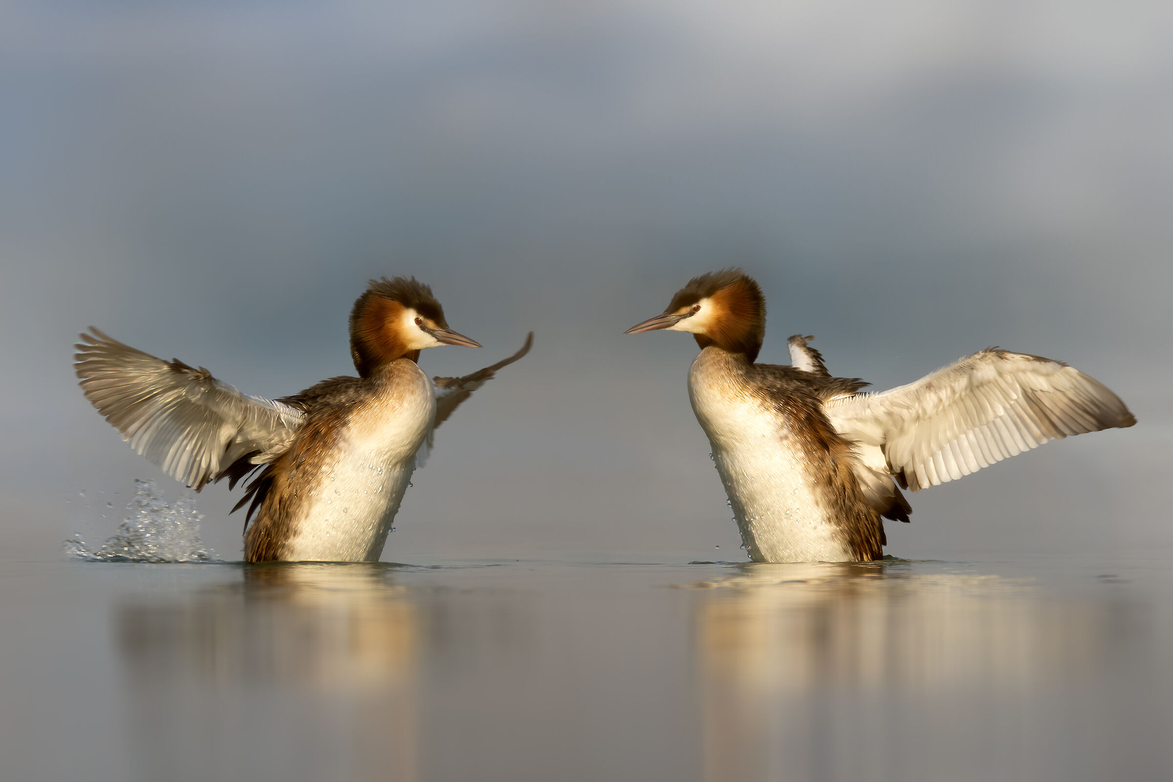 Svassi litigiosi o amorosi?