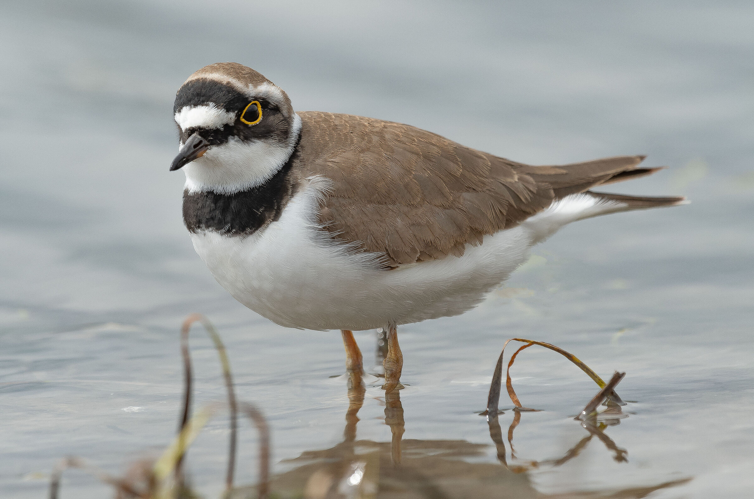 Little ringed plover