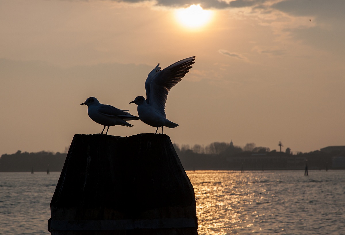 Gabbiani al tramonto