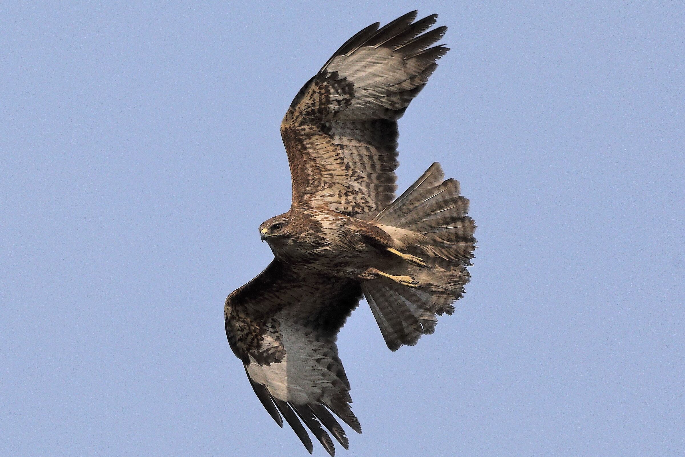 buzzard 27-03-2022