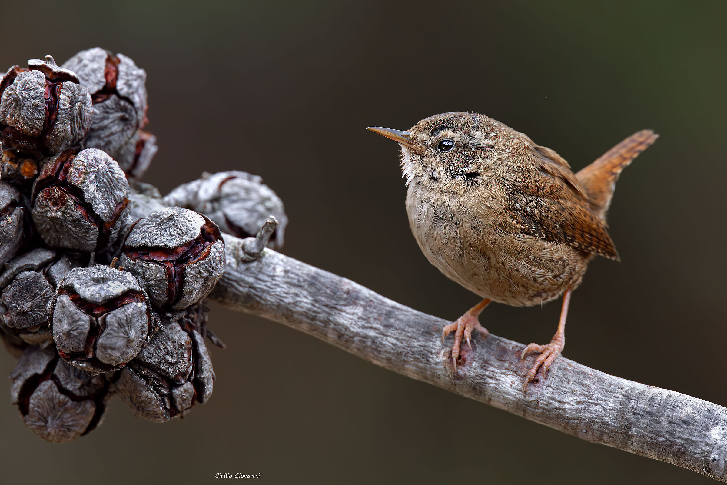 Wren