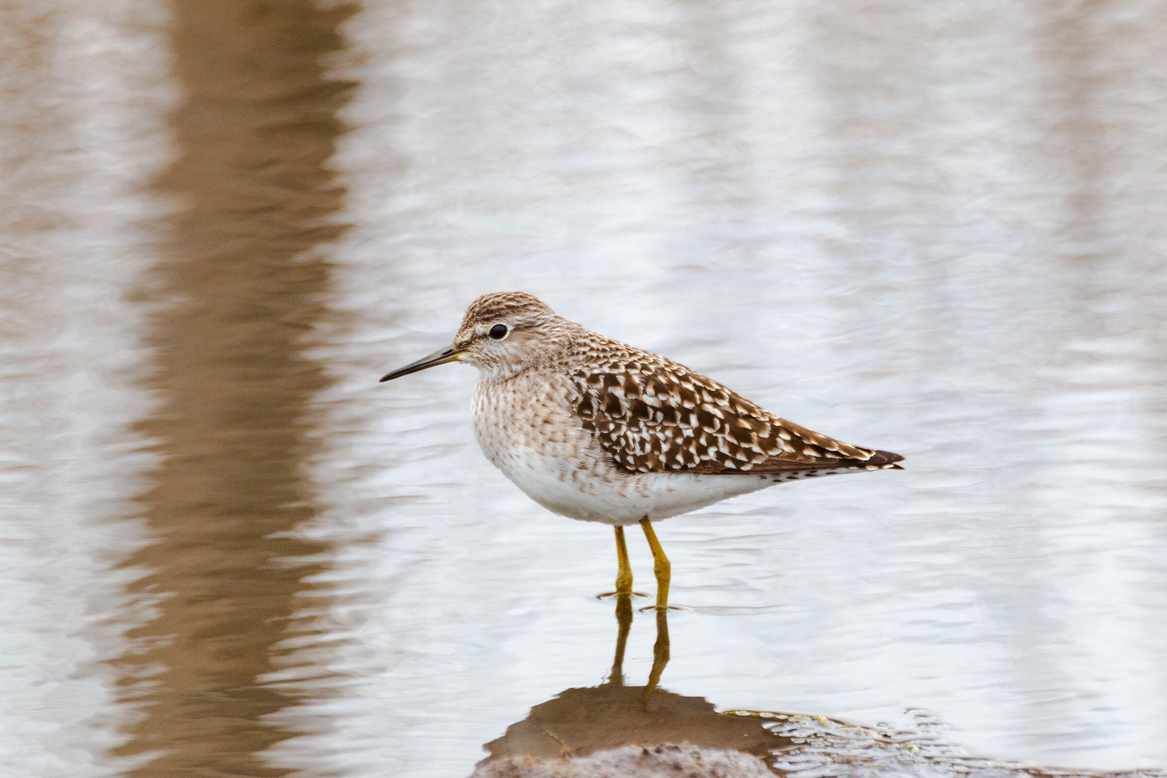 Piro piro boschereccio