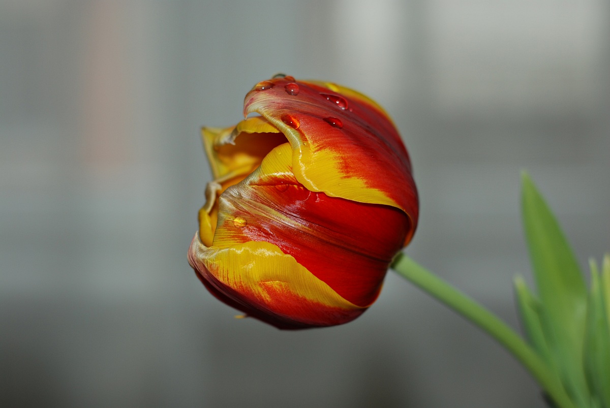 Tulipano con gocce di rugiada