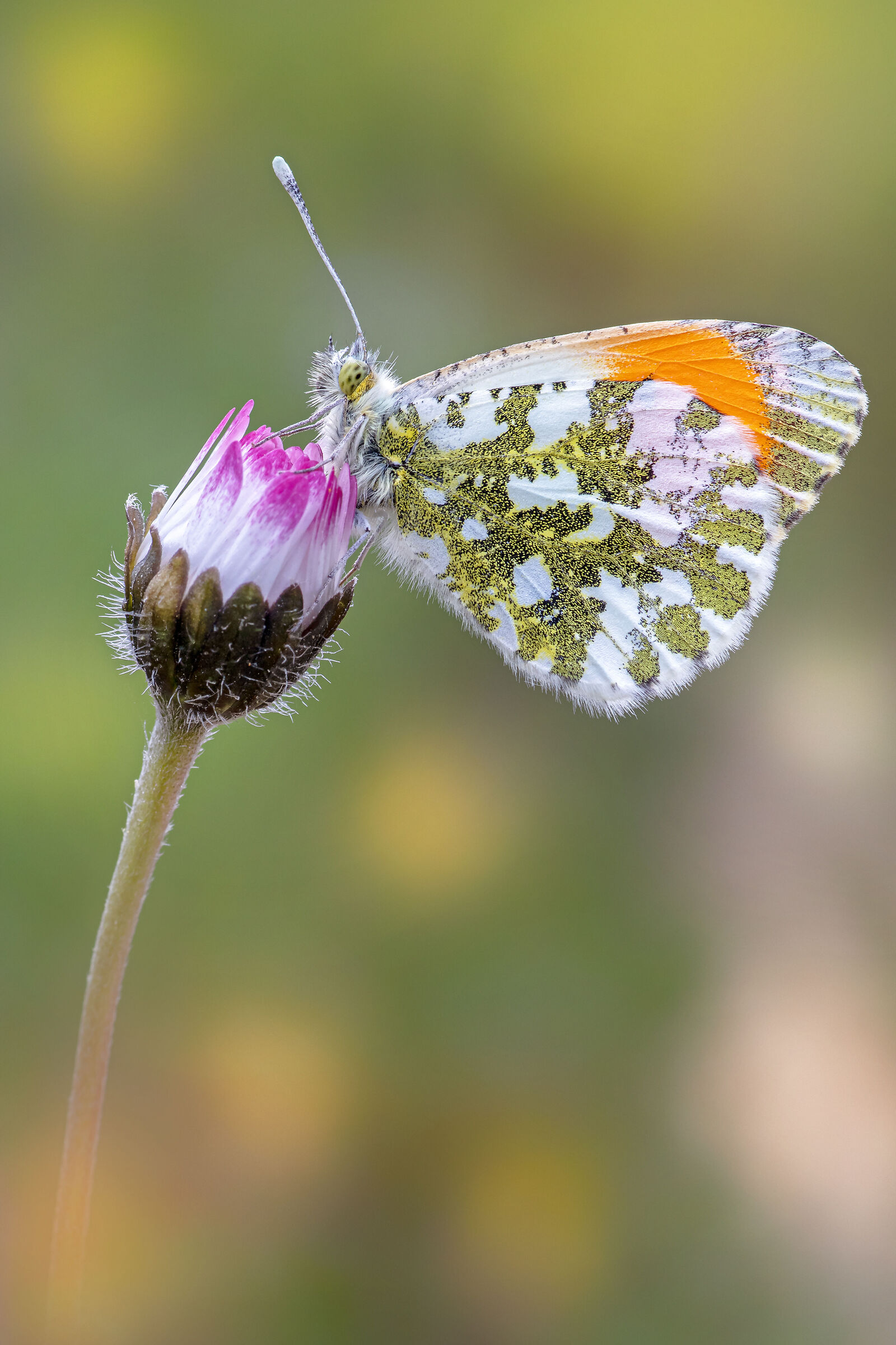 Anthocharis cardamines (Linnaeus, 1758)