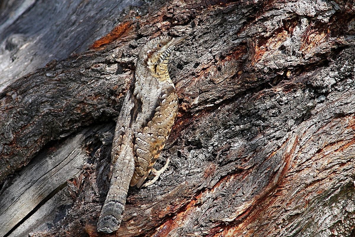 Il mimetismo del torcicollo