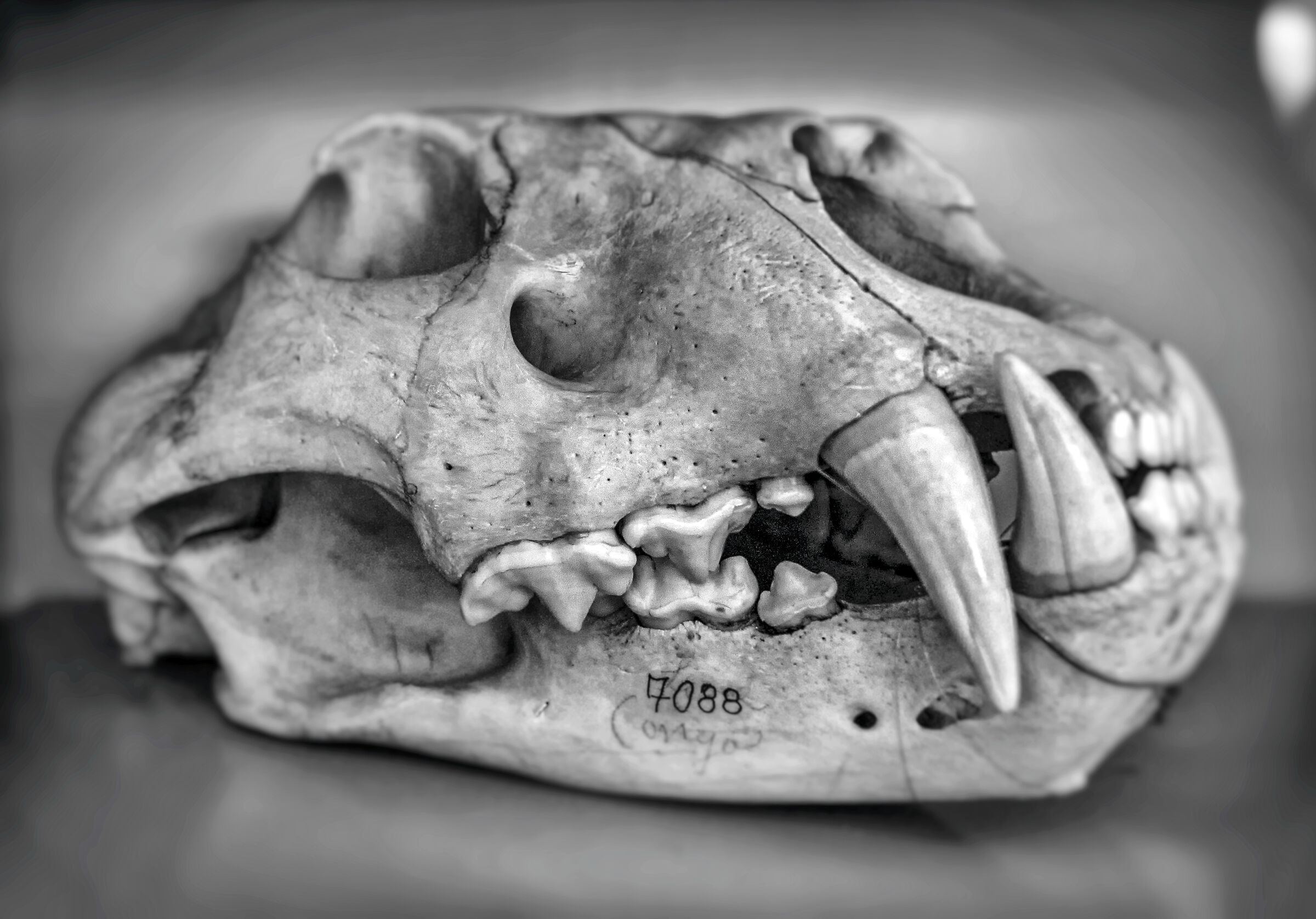 Set of teeth