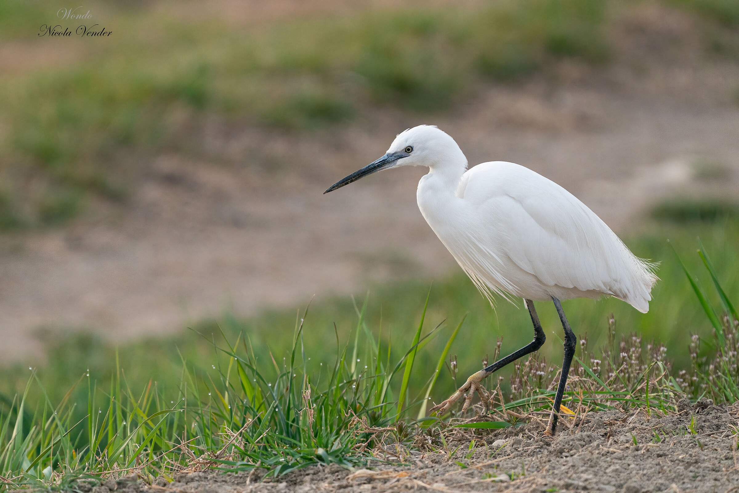 first walk in the morning
