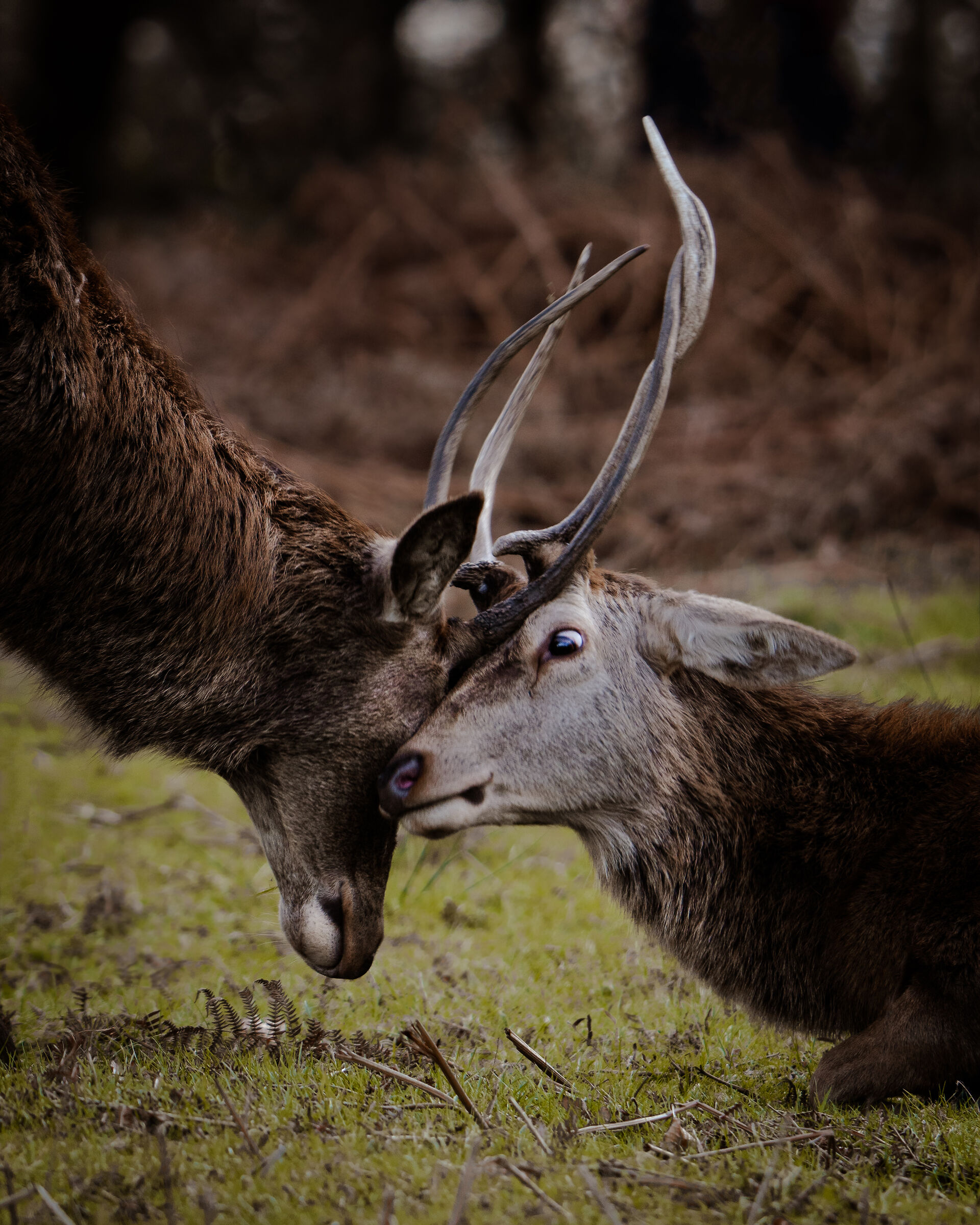 Comparison of young red deer