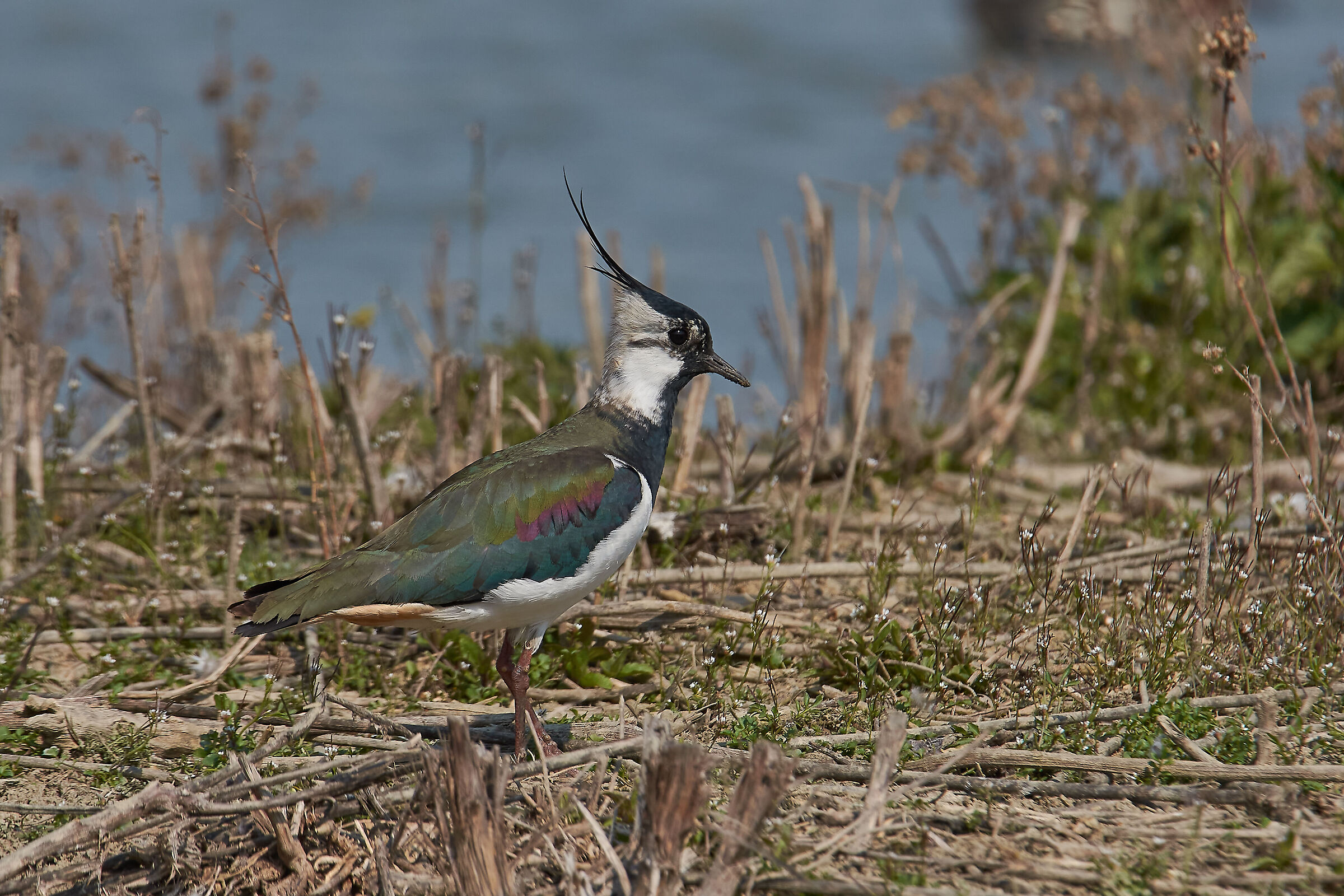 Lapwing