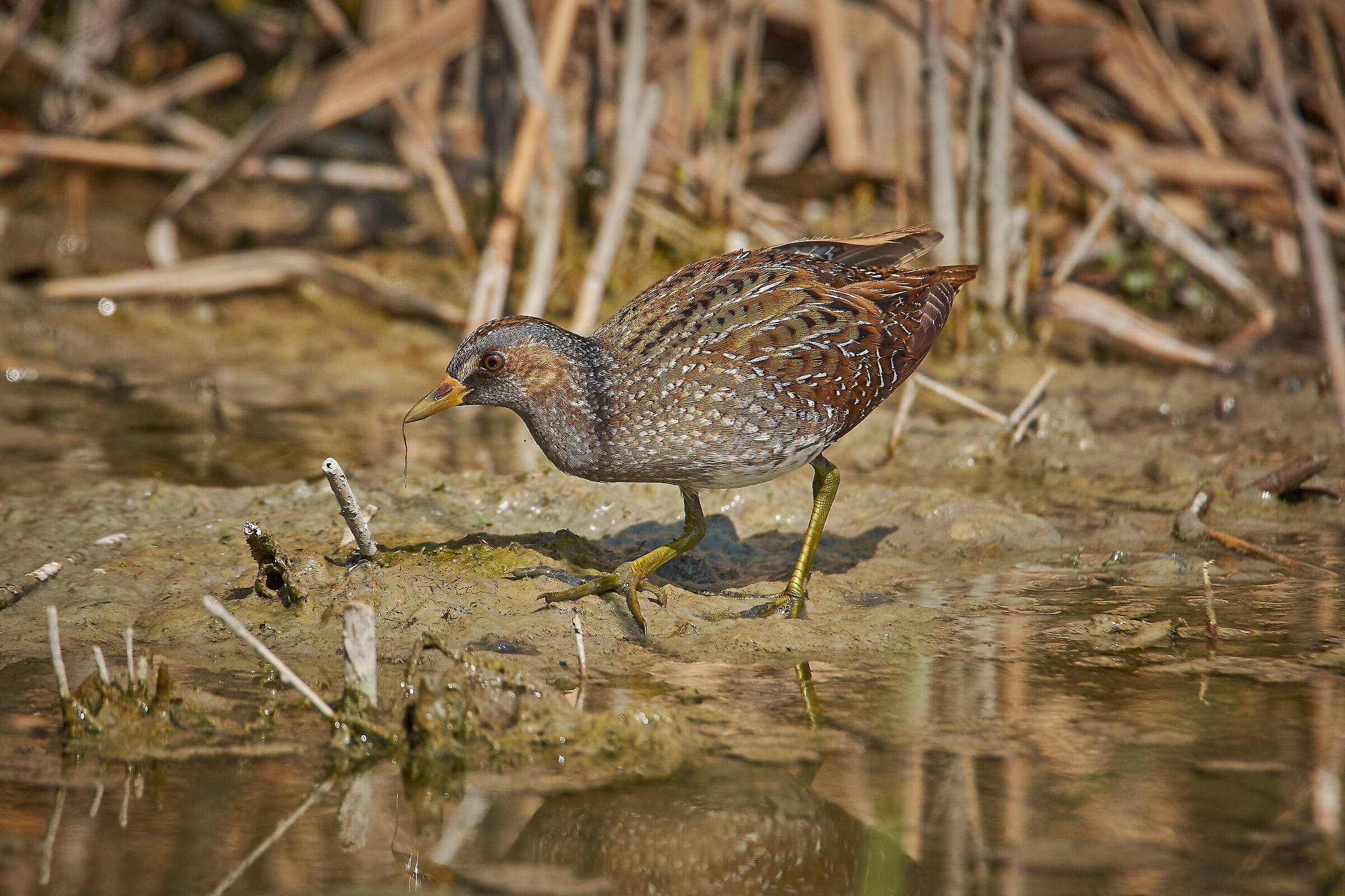 Spotted crake