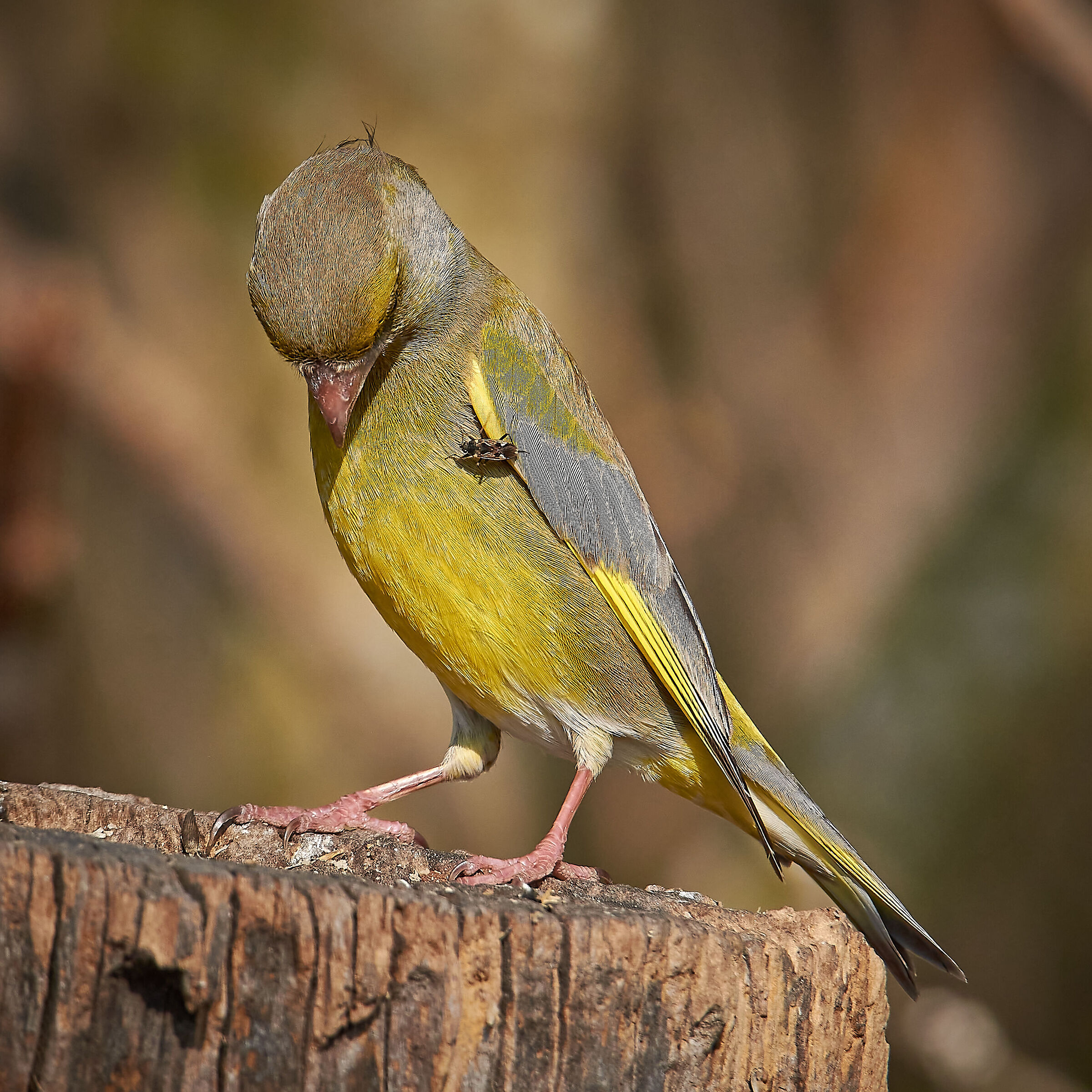 I almost eat you......