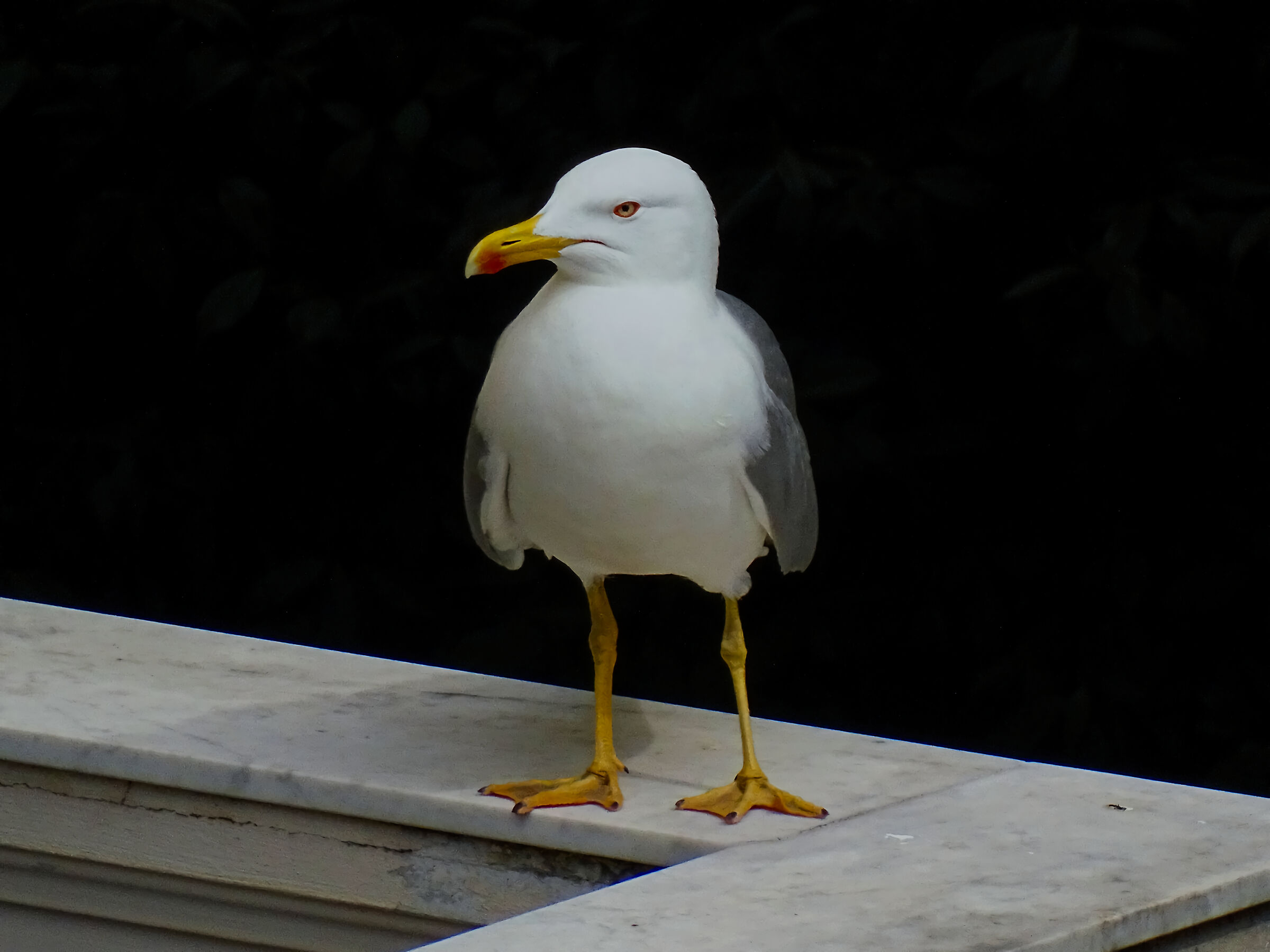 Scrounging Gull - 50X crop.1,50