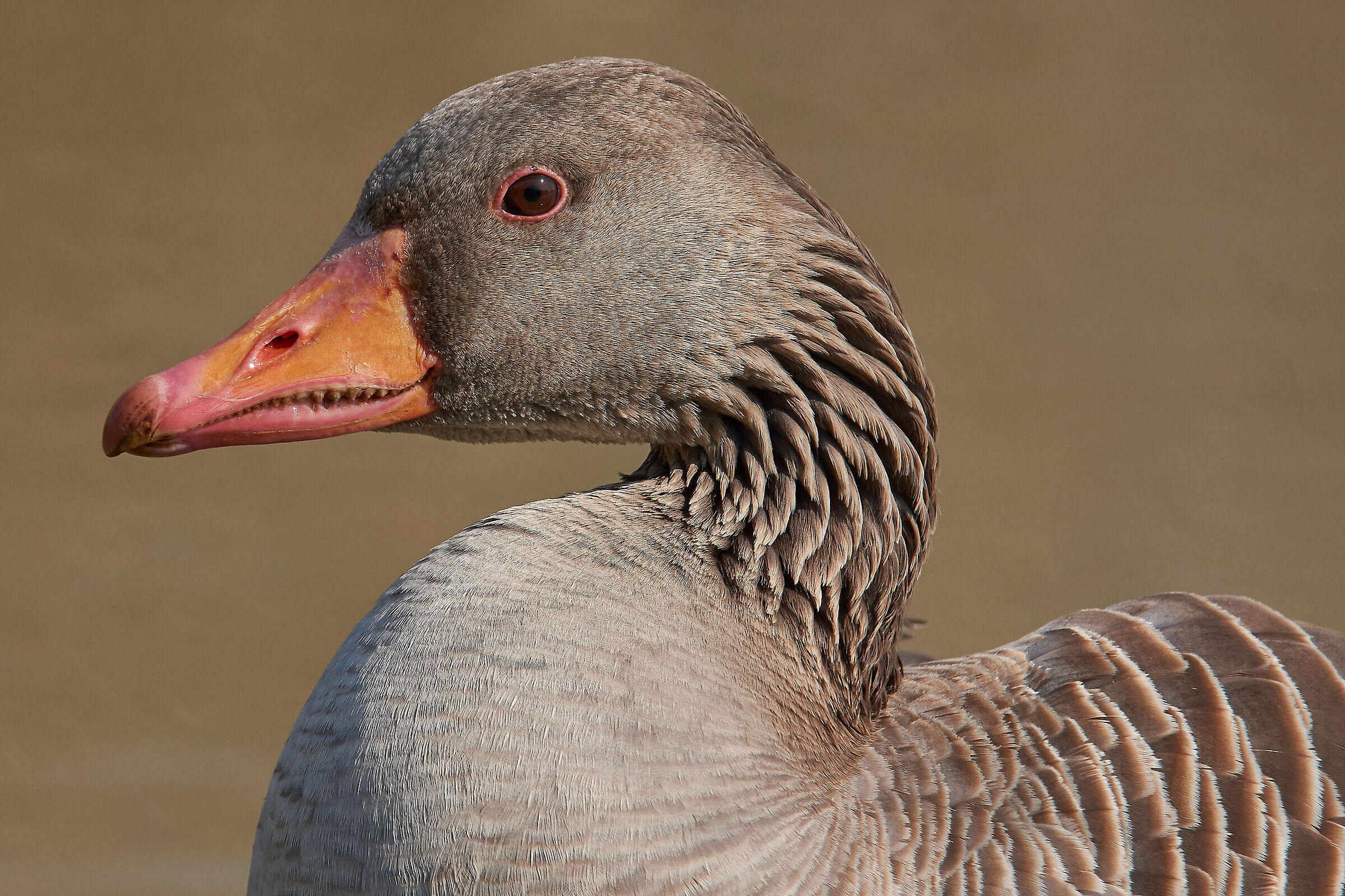 Greylag goose