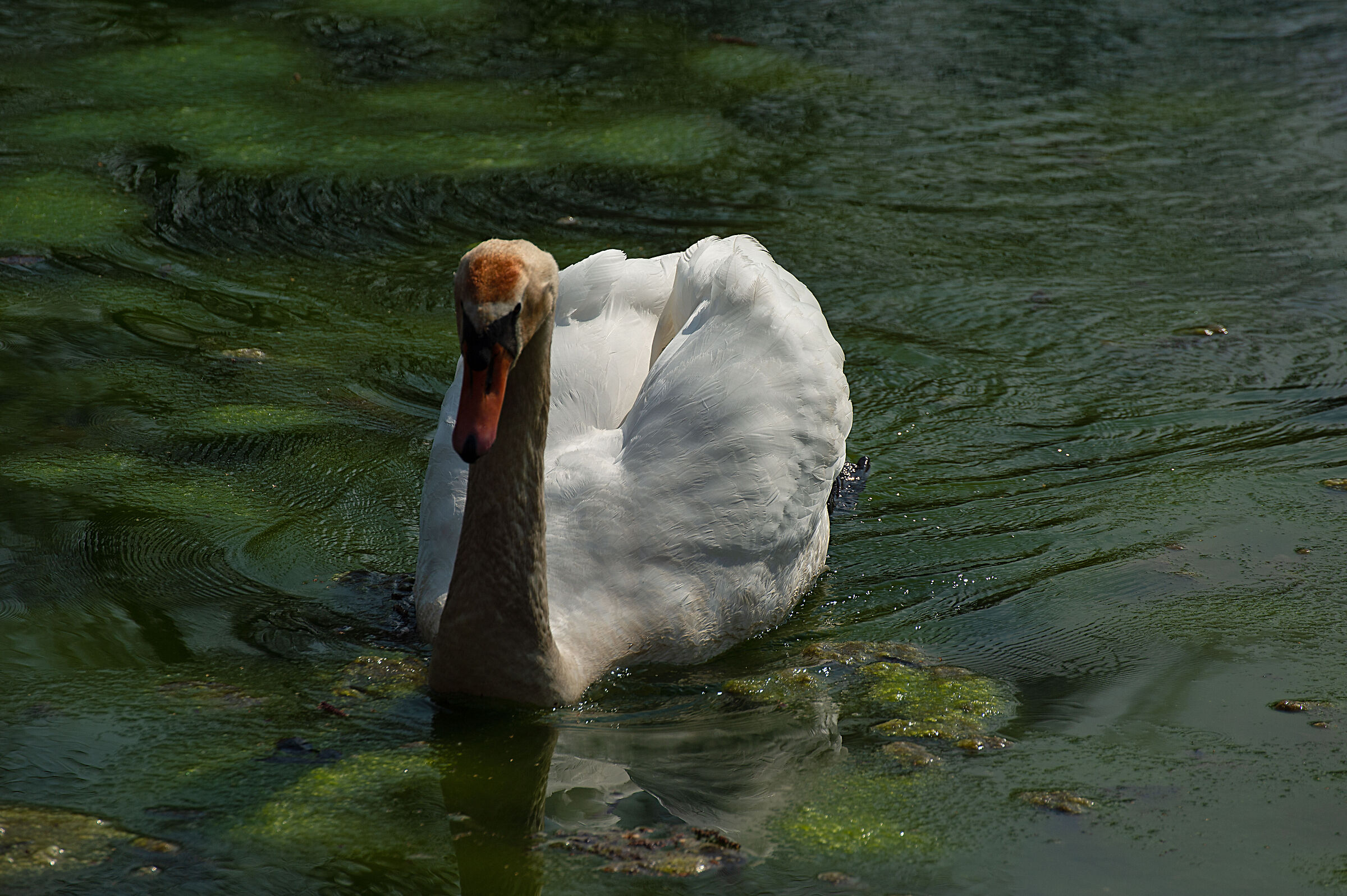 swan in swamp water