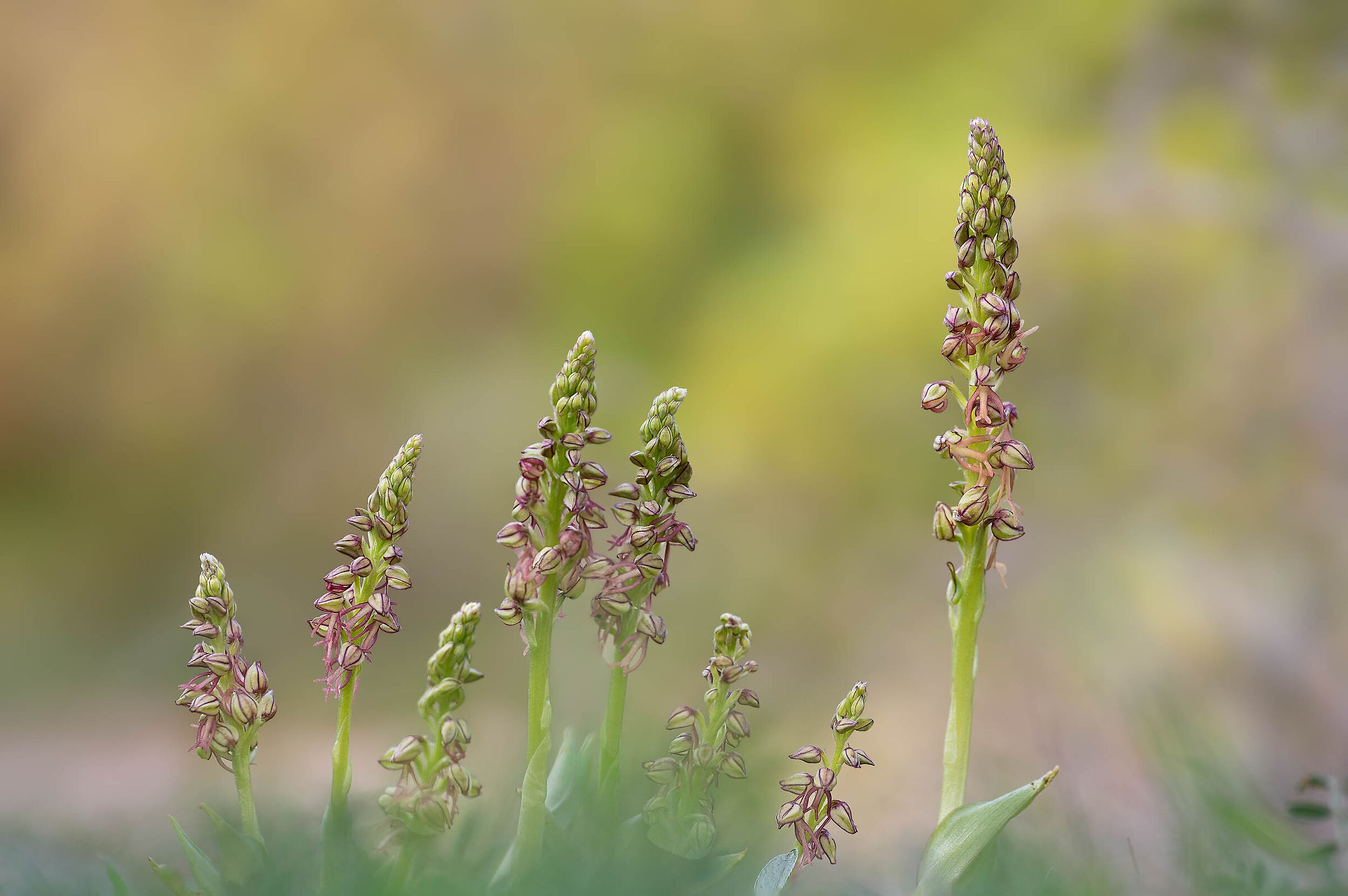 Orchis anthropophora family