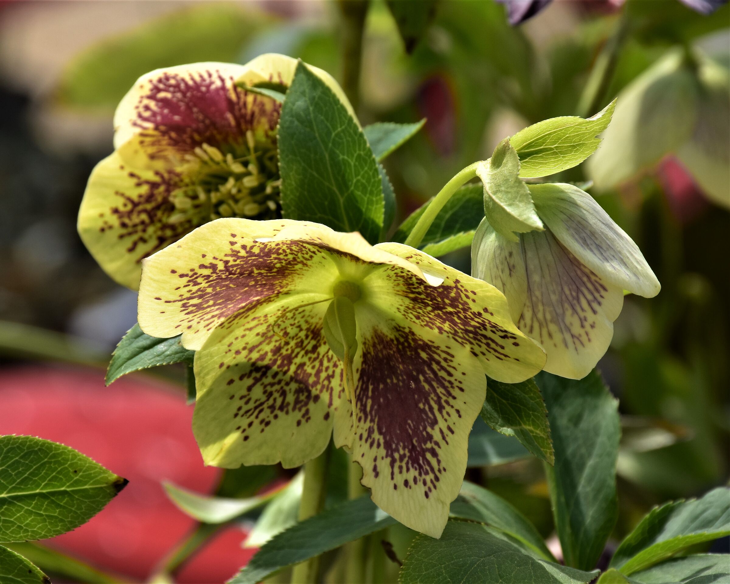 Elleboro particolare