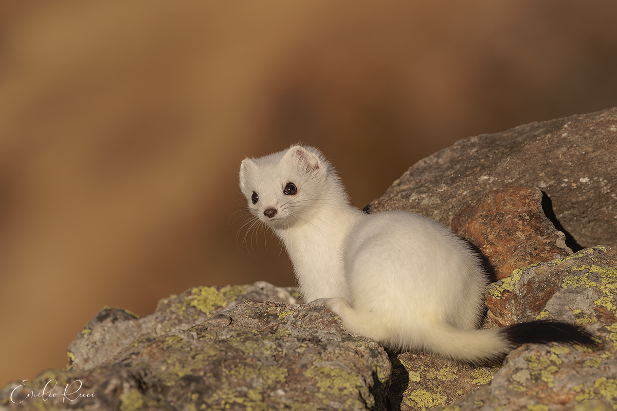 Ermine