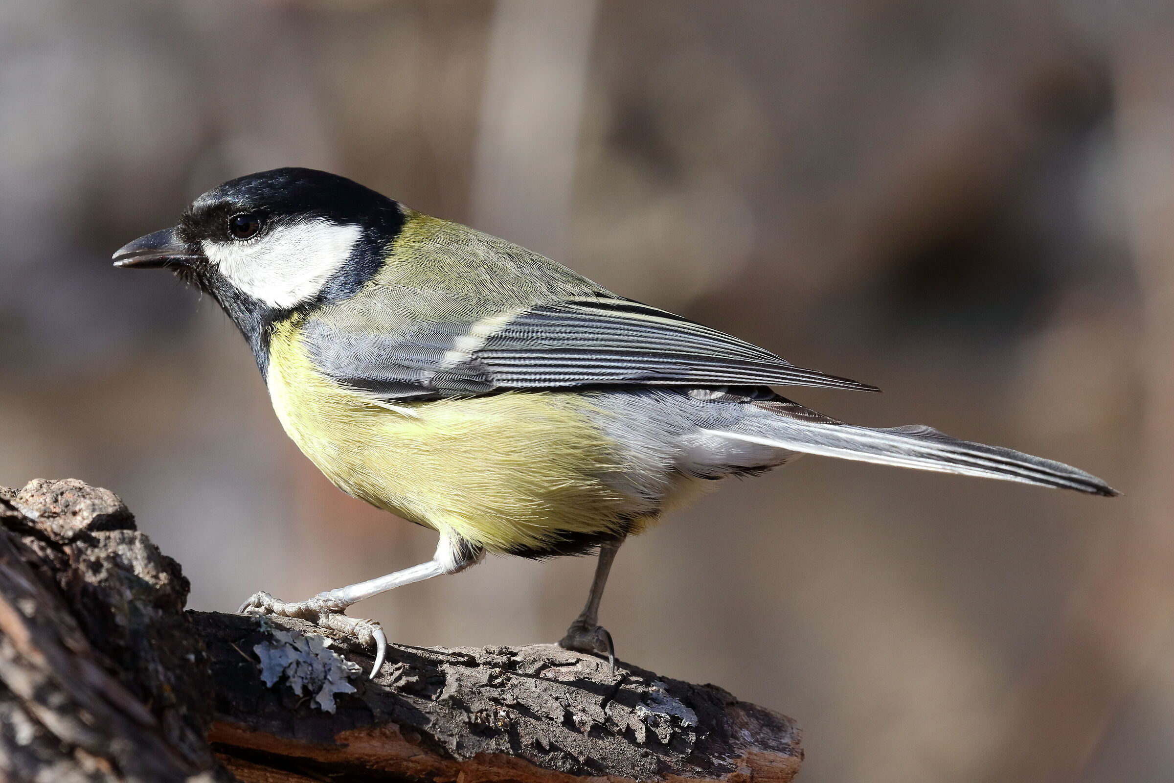 L'Allegra  (Parus major)