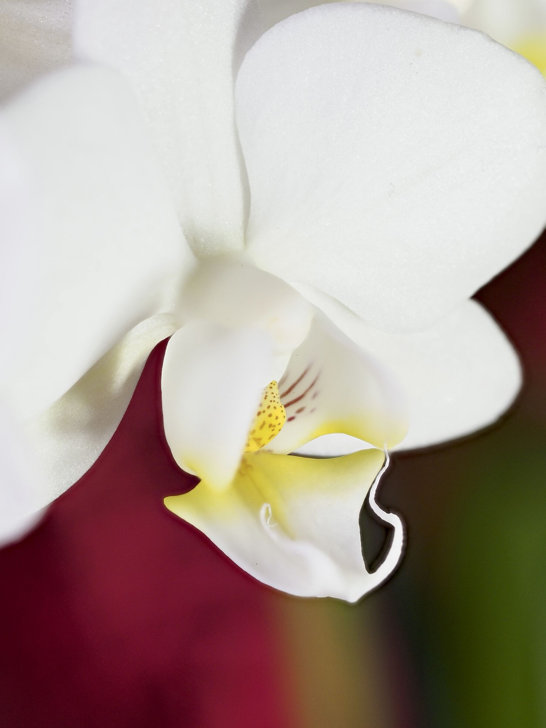 Orchidea bianca-1