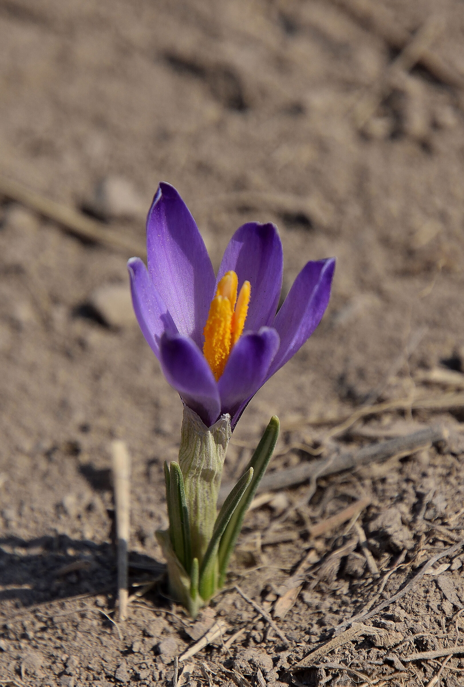 even with arid soil......