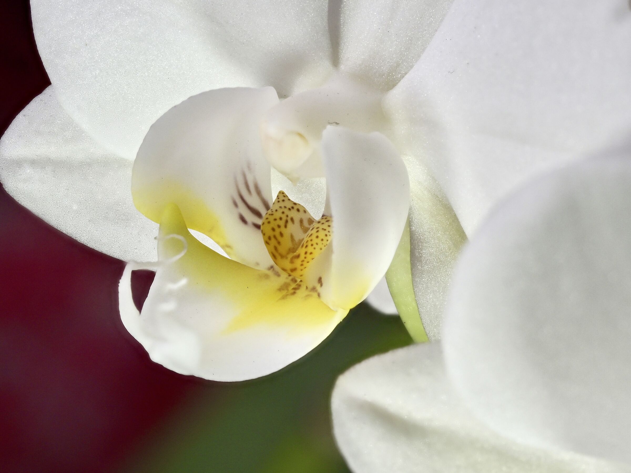 Orchidea bianca-2