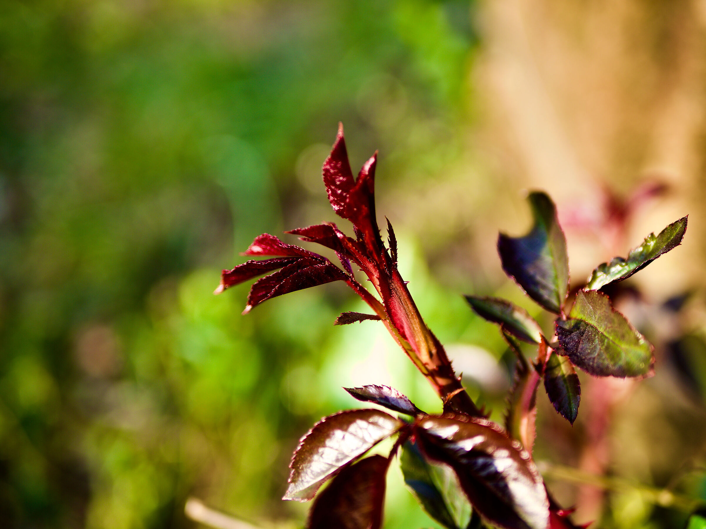 Buds