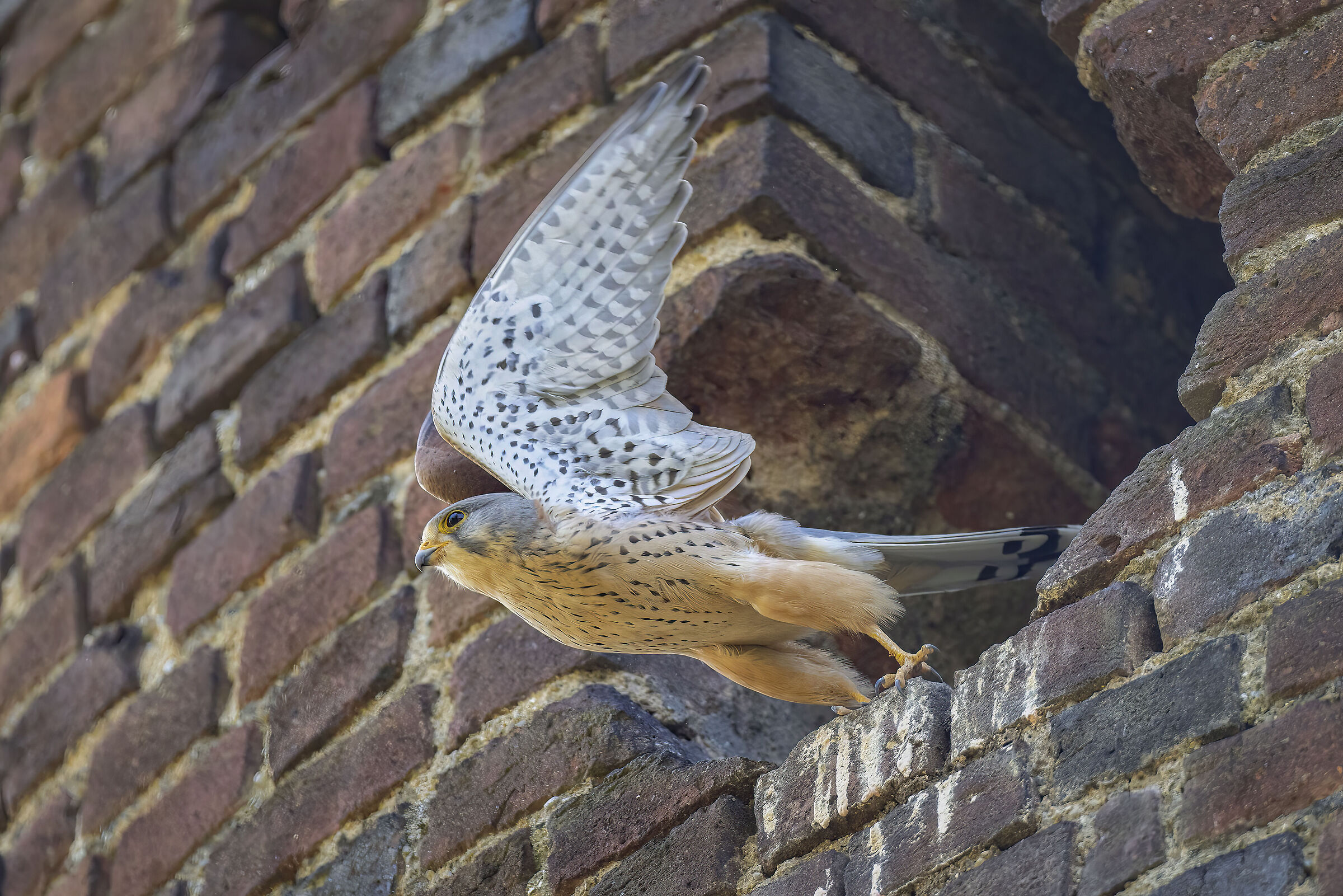 The detachment of the kestrel