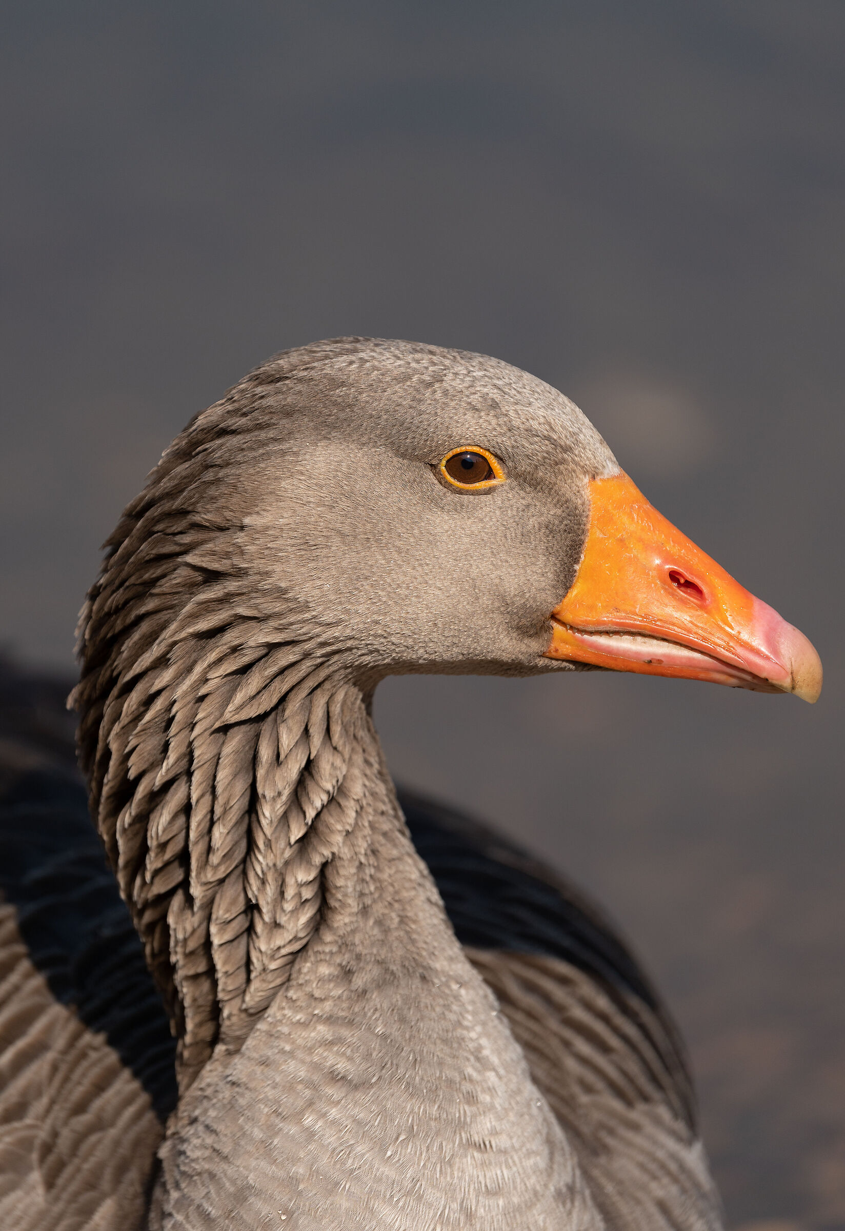 Portrait of a wild goose
