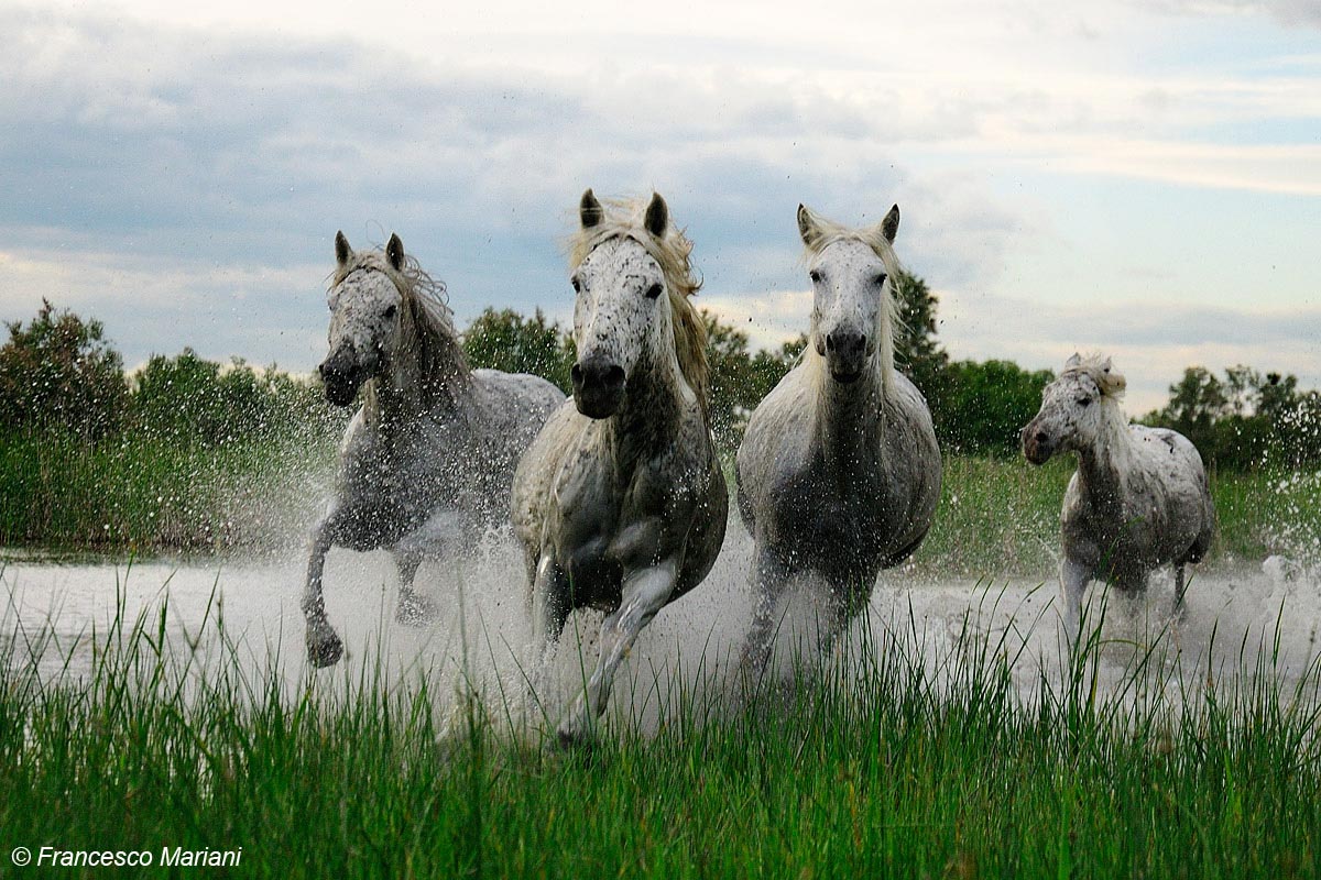 cheval camarguais