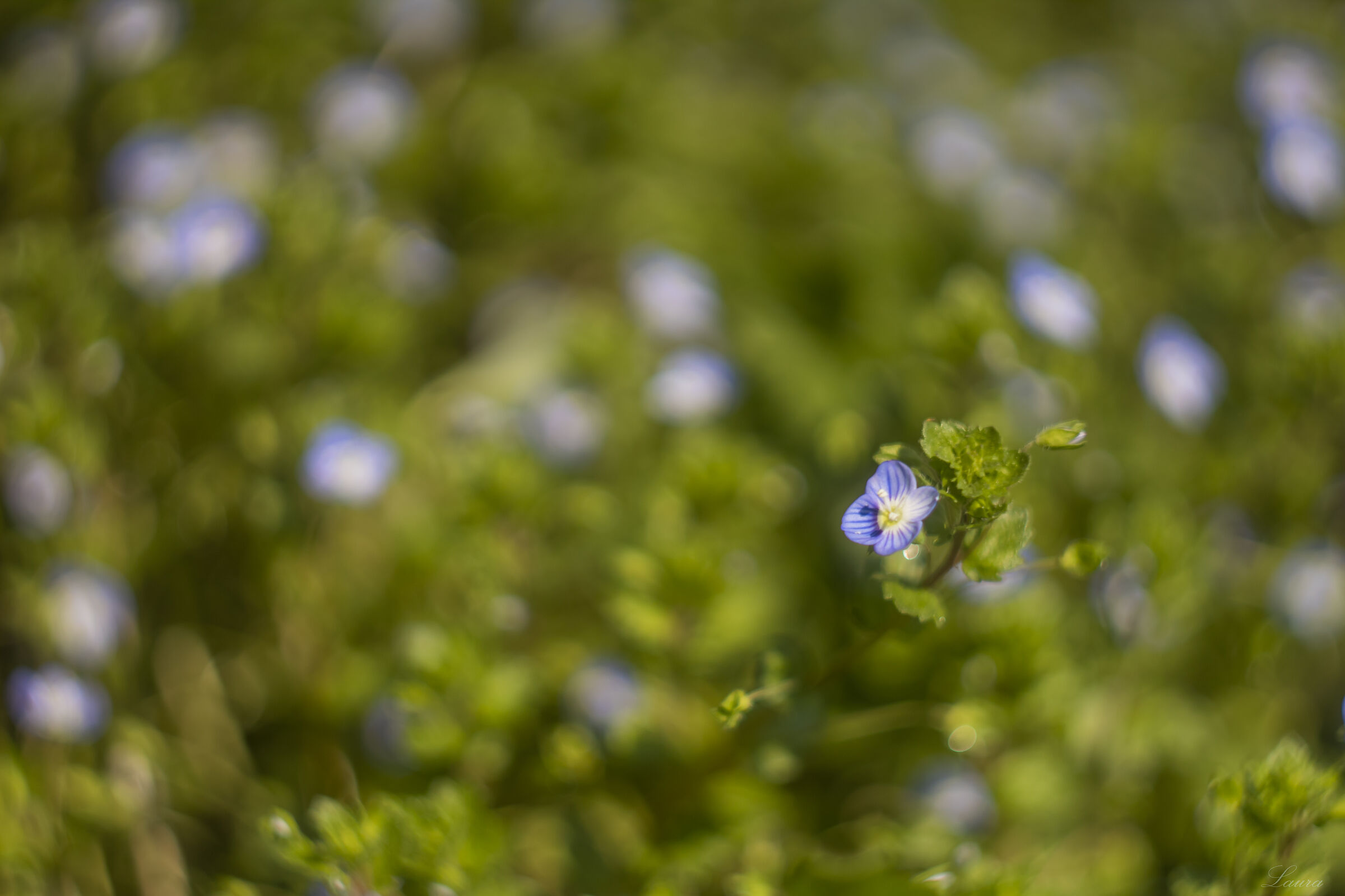 Nemophila