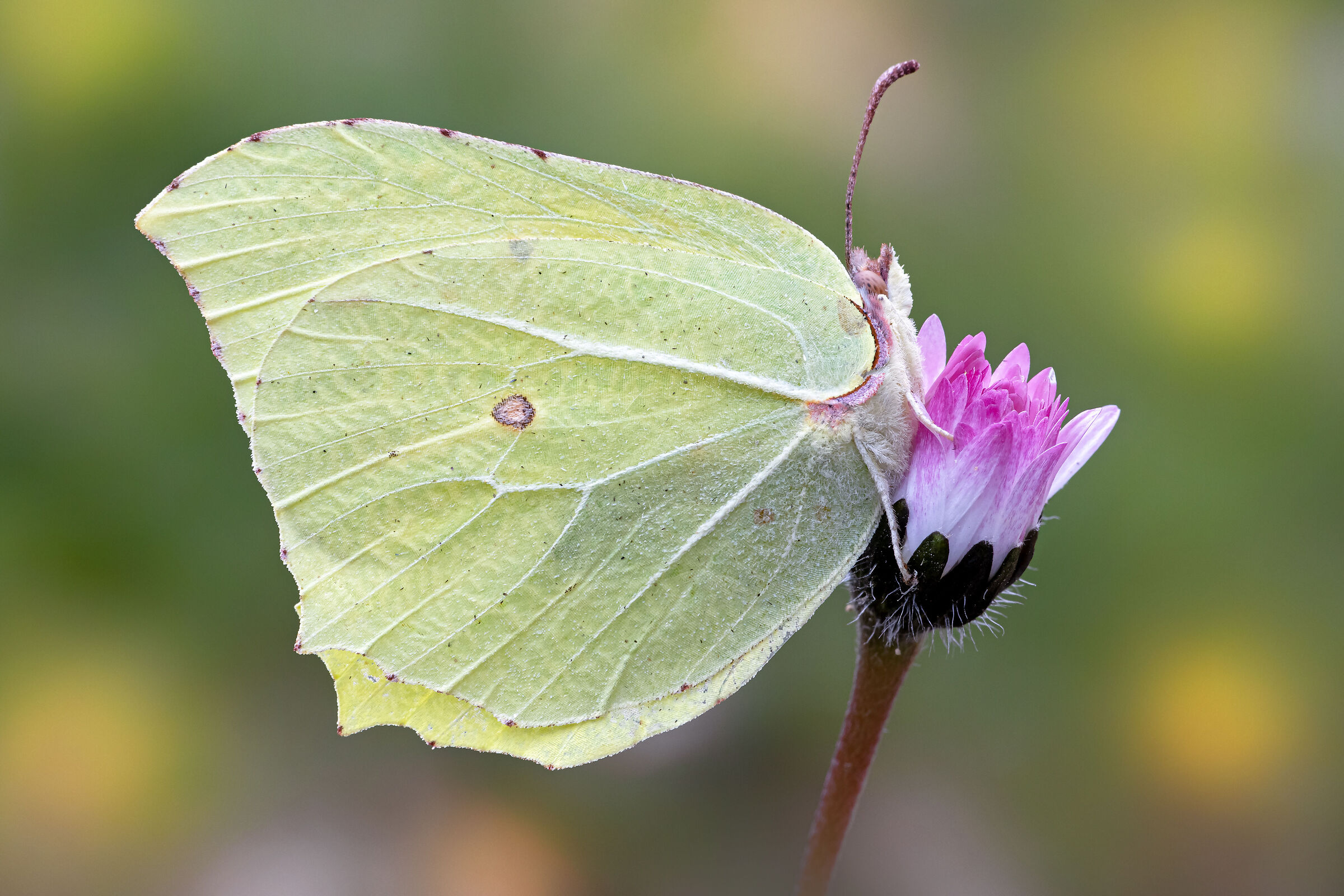 Gonepteryx rhamni (Linnaeus, 1758)