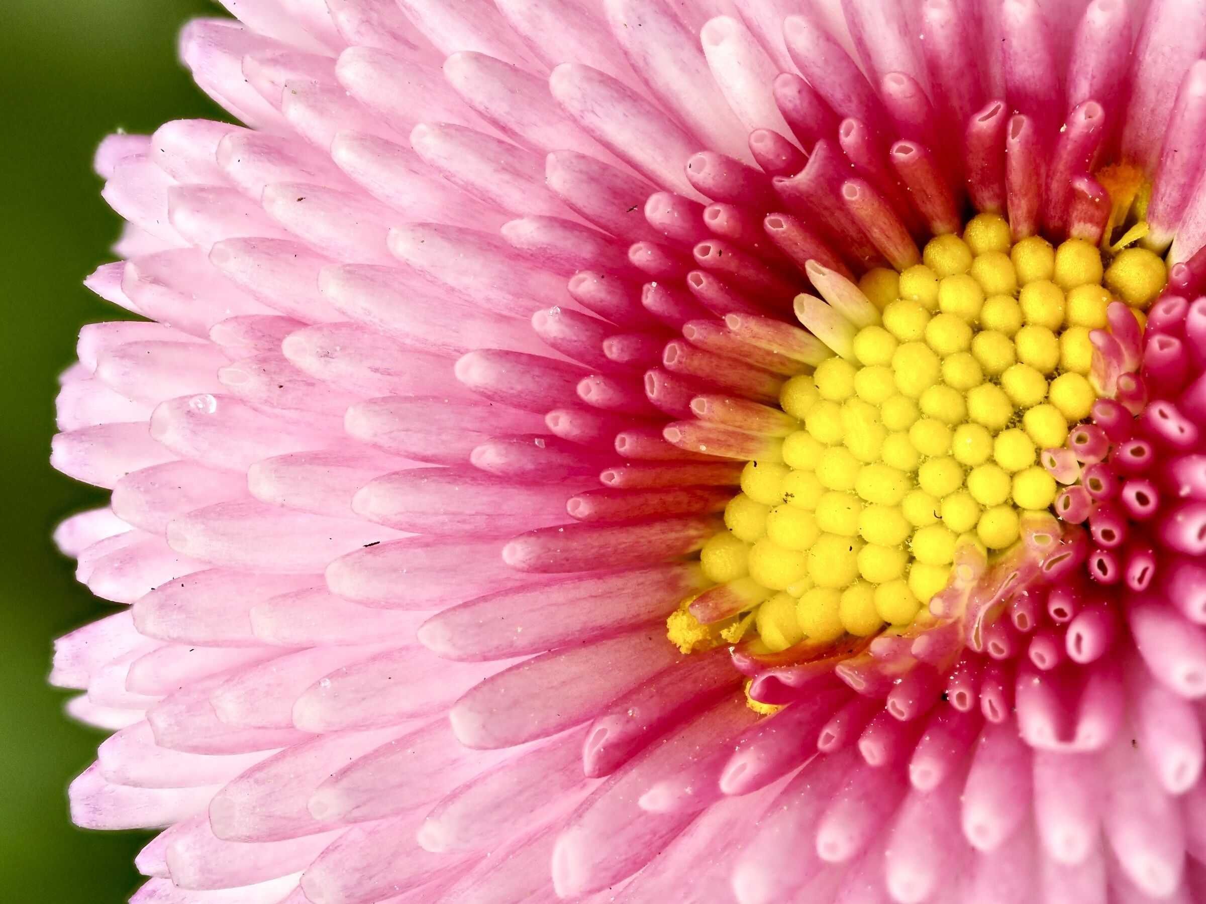 Margheritina di primavera