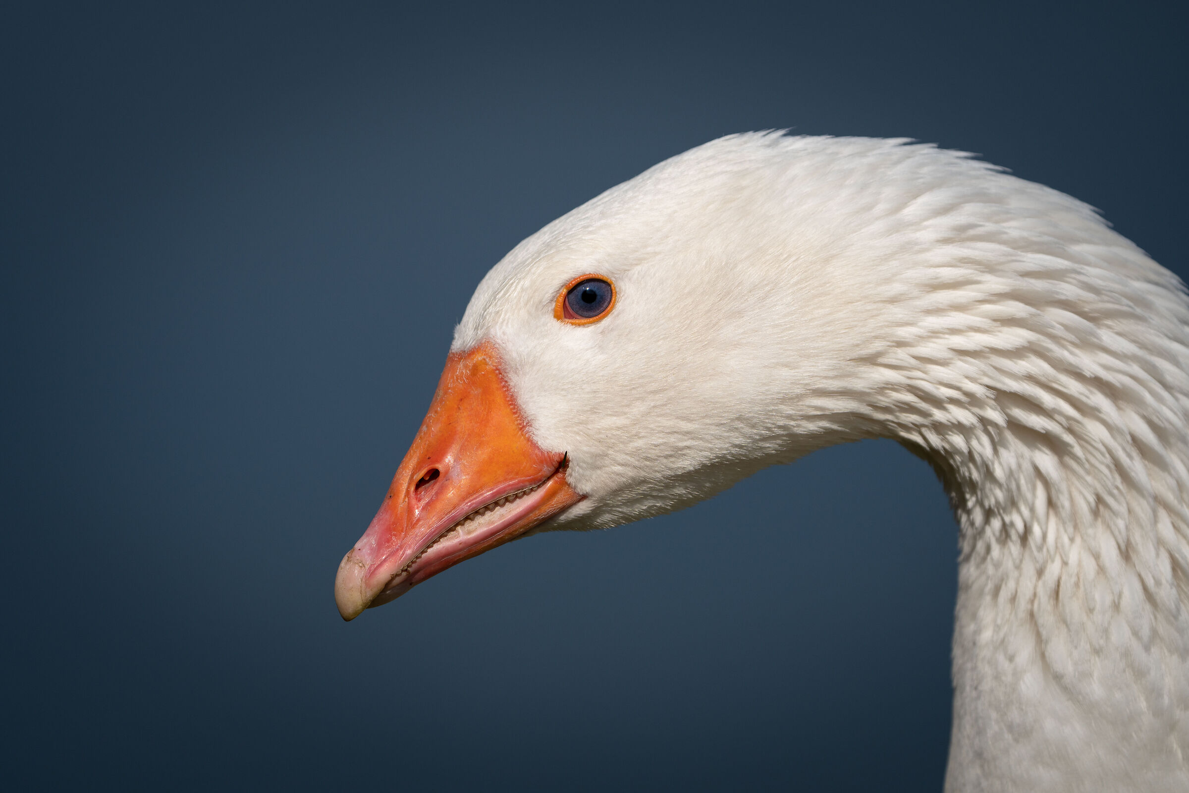 Portrait of Romagna goose