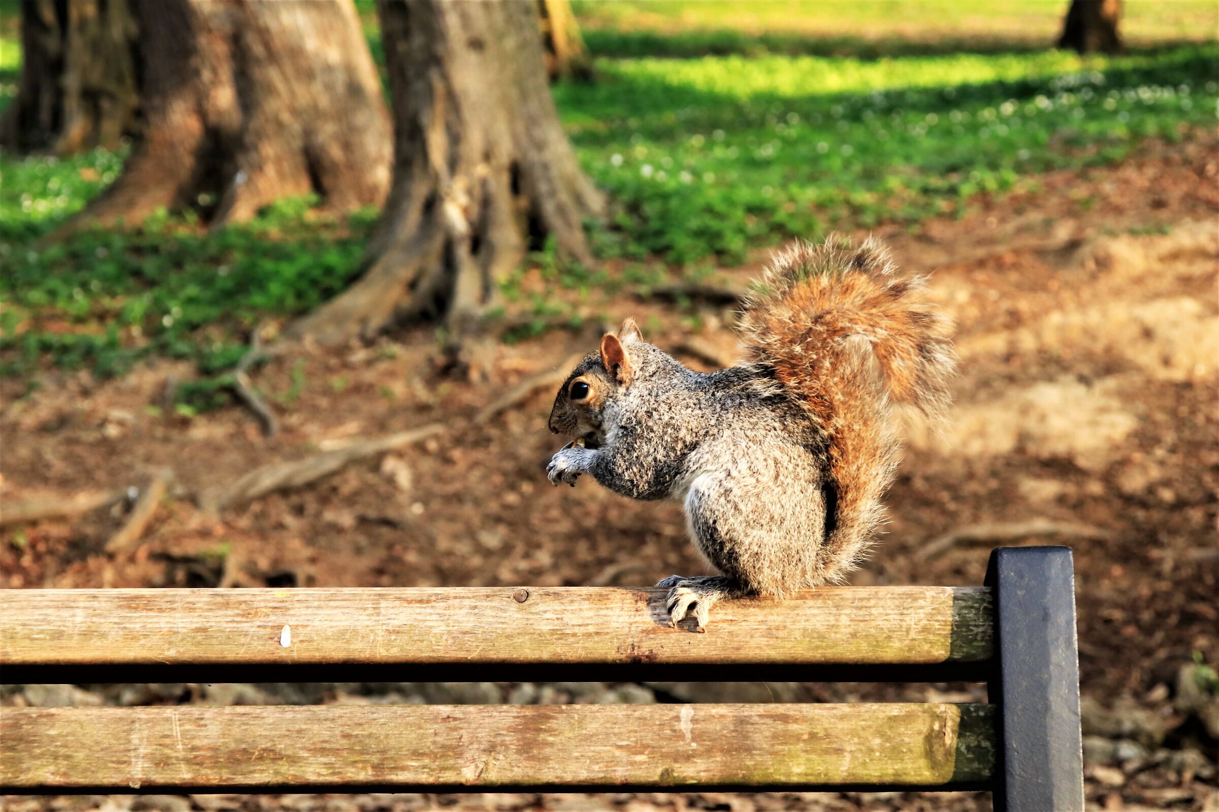 " In posa per una noce"