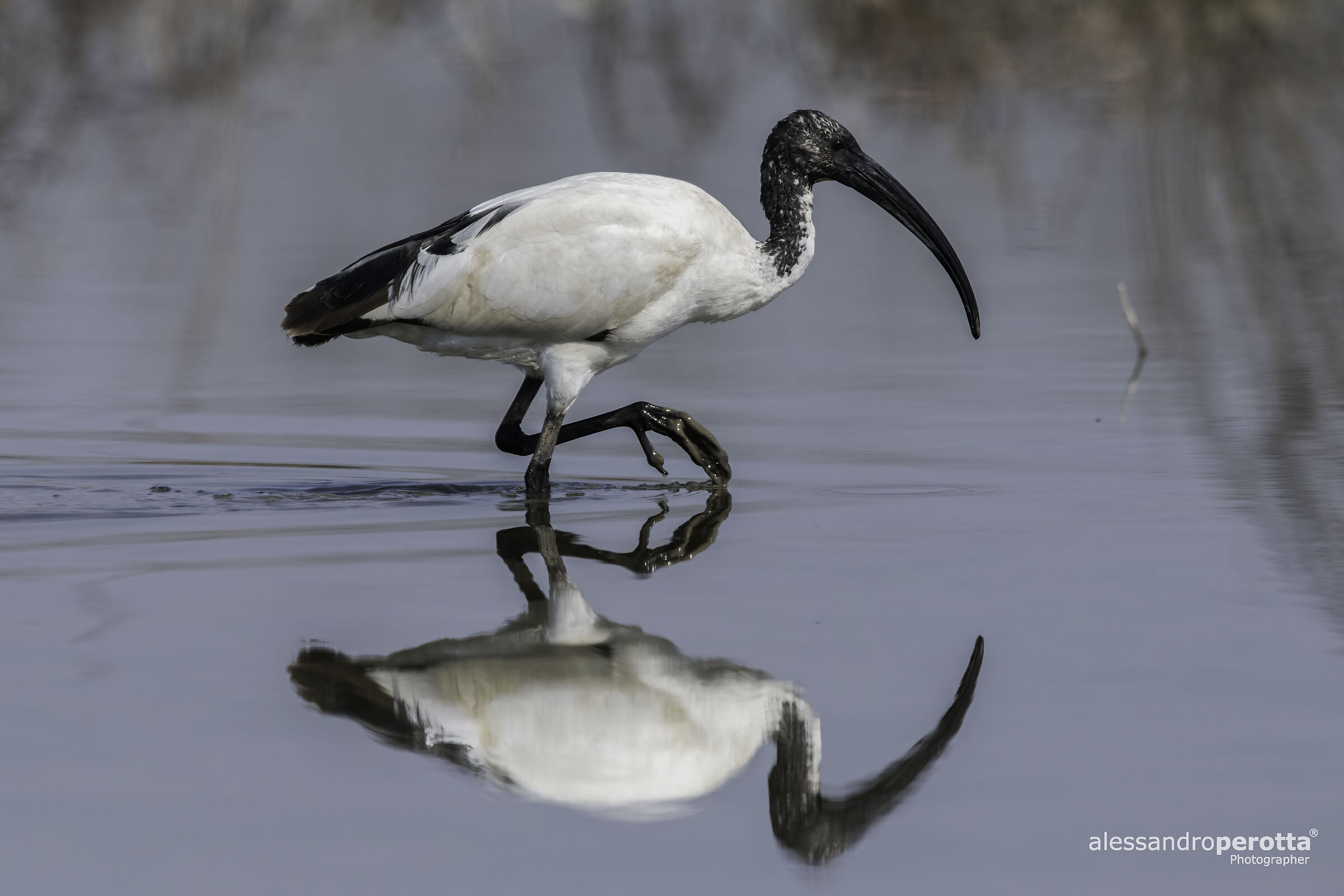 Threskiornis aethiopicus