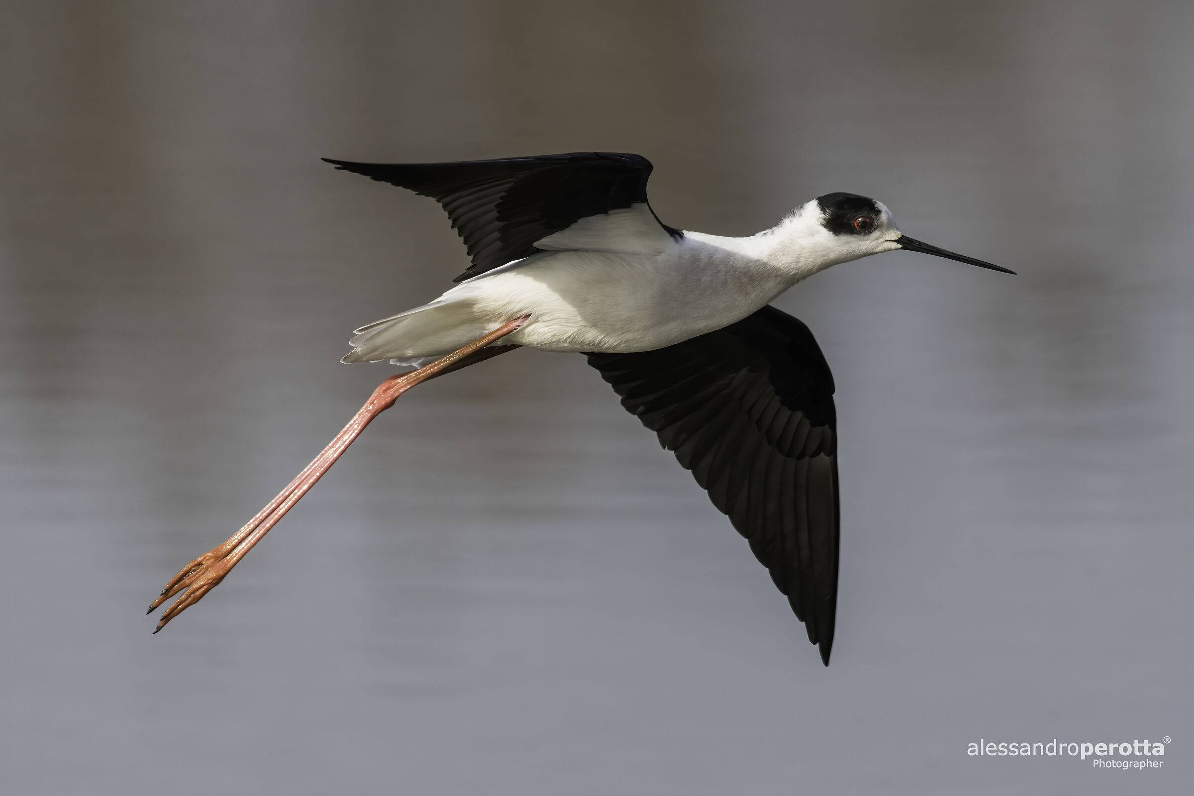 Himantopus himantopus