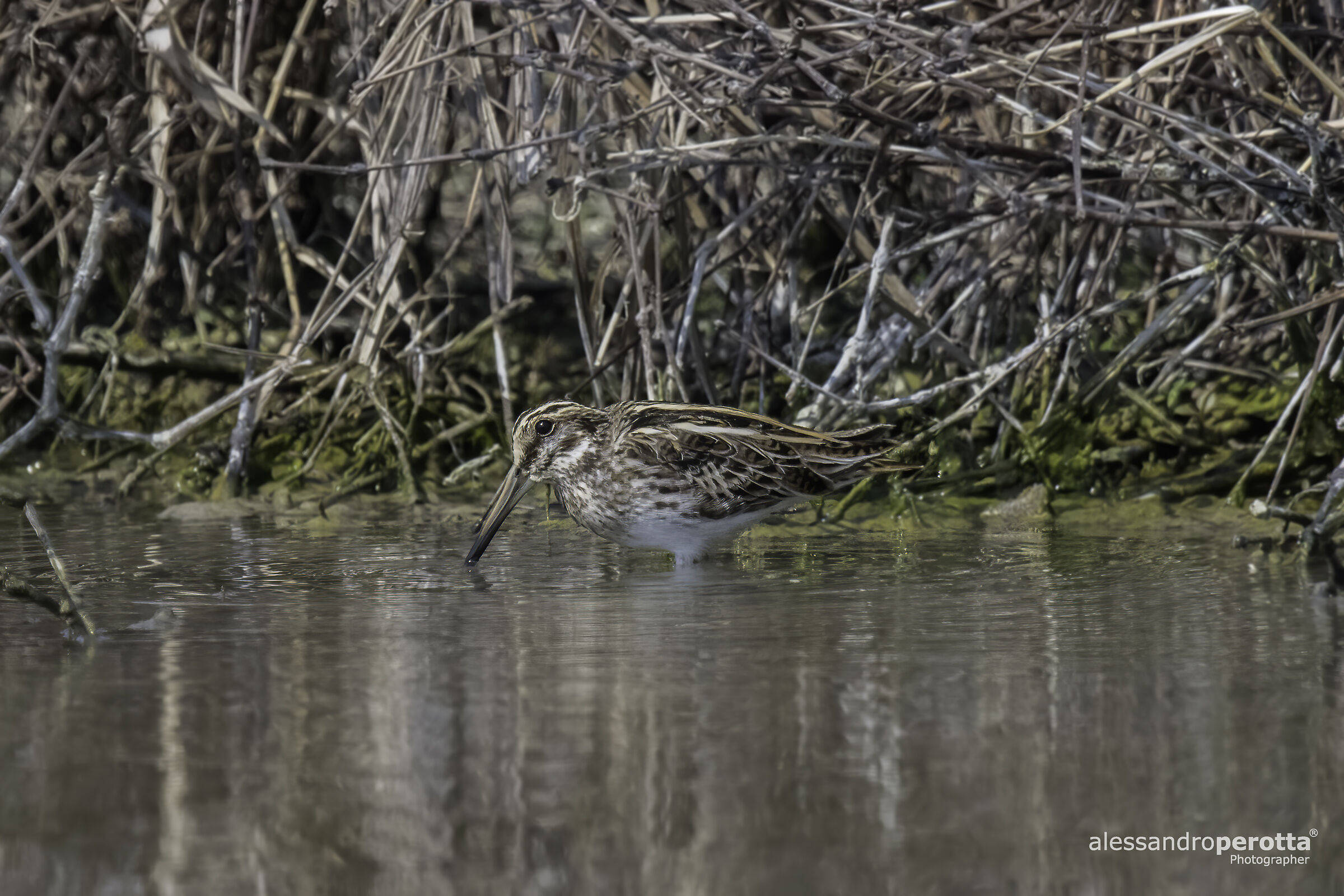 Lymnocryptes minimus